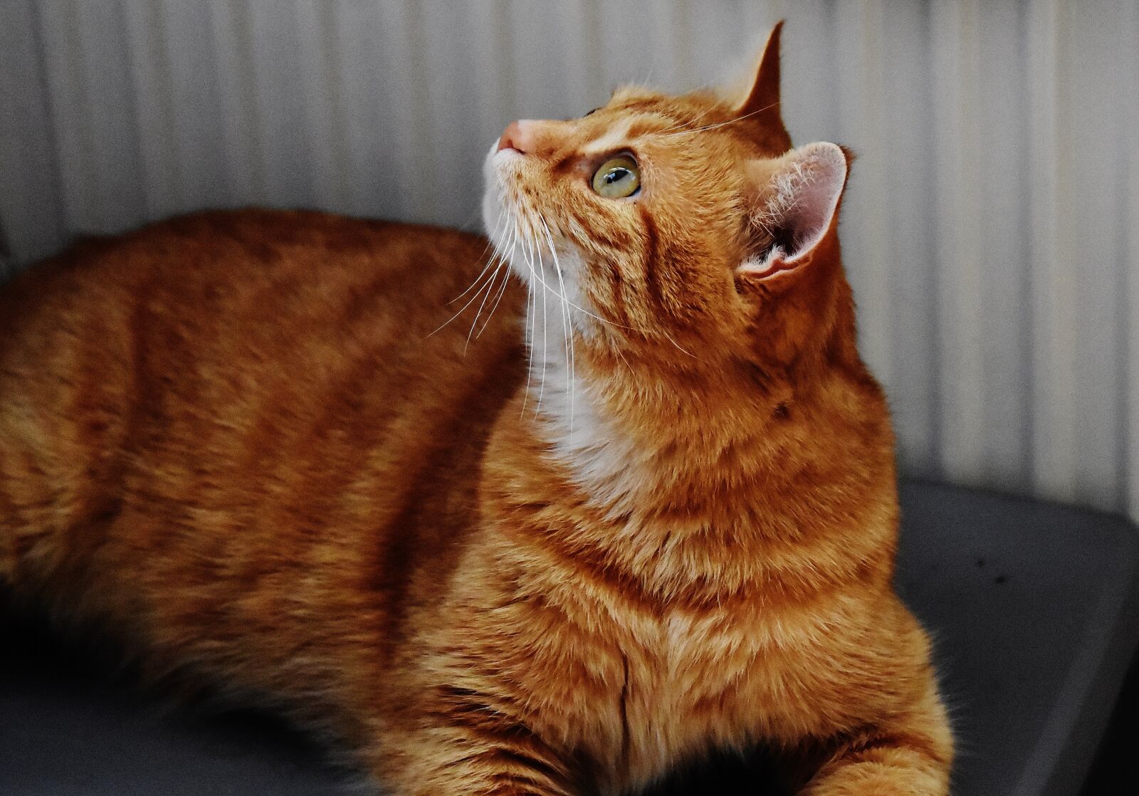Nikon D7200 sample photo. Cat, red, cute photography