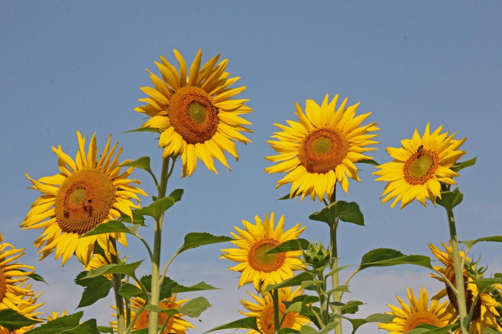 Canon EOS 60D sample photo. Sunflower, nature, yellow photography