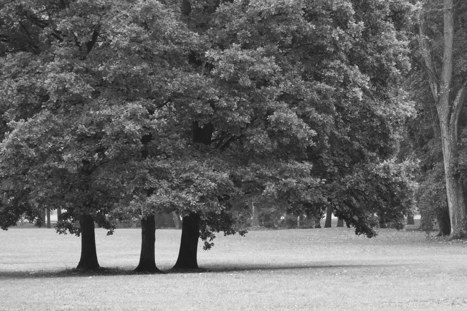 Nikon Coolpix P610 sample photo. Trees in the park photography