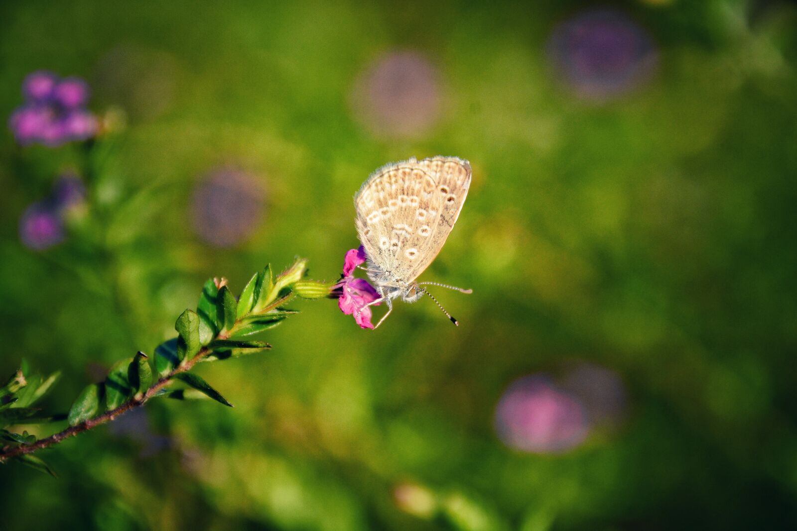 Nikon D7100 sample photo. Nature, flower, butterfly photography