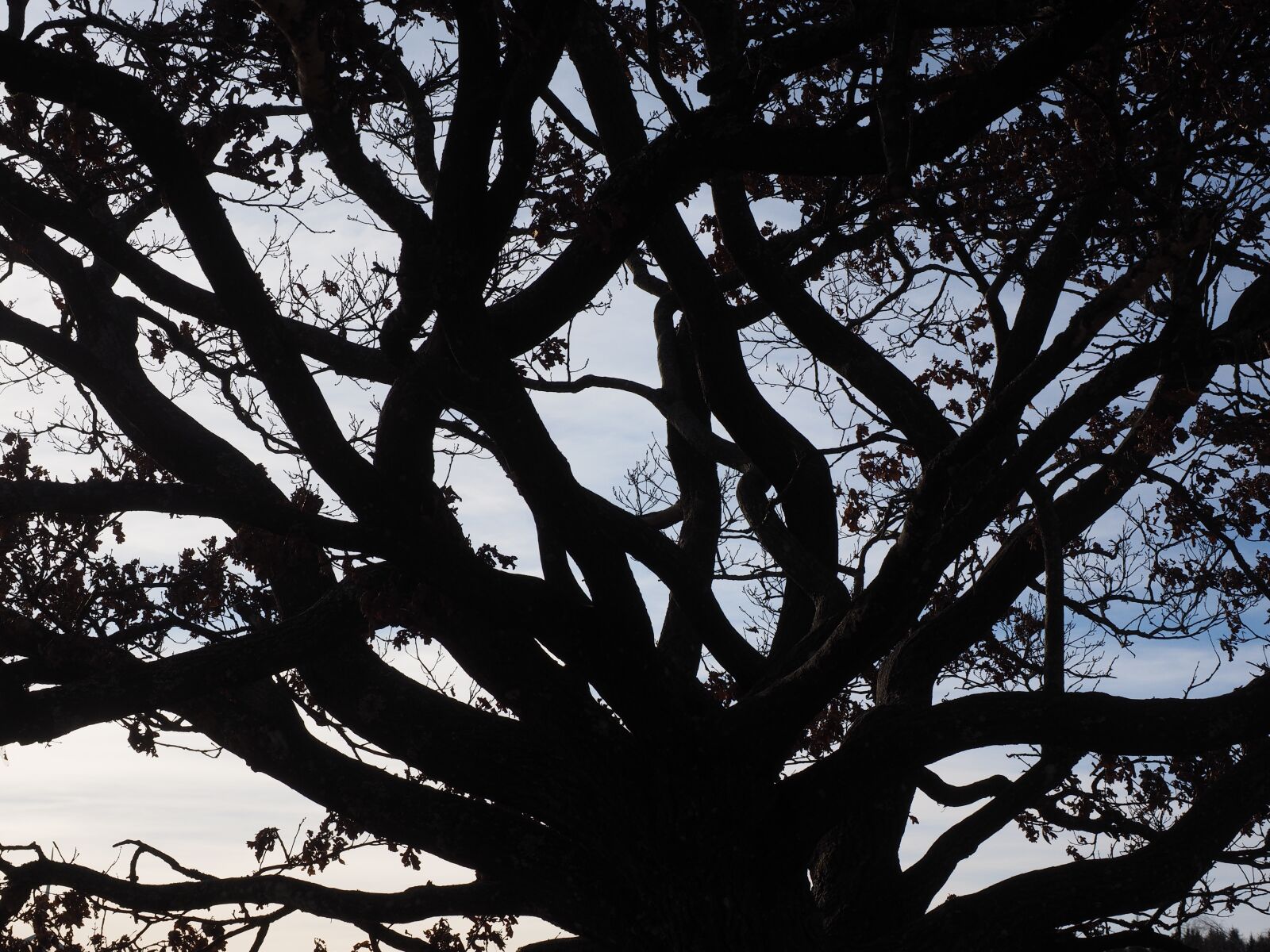 Olympus OM-D E-M1 + Olympus M.Zuiko Digital ED 12-40mm F2.8 Pro sample photo. Aesthetic, branches, tree photography