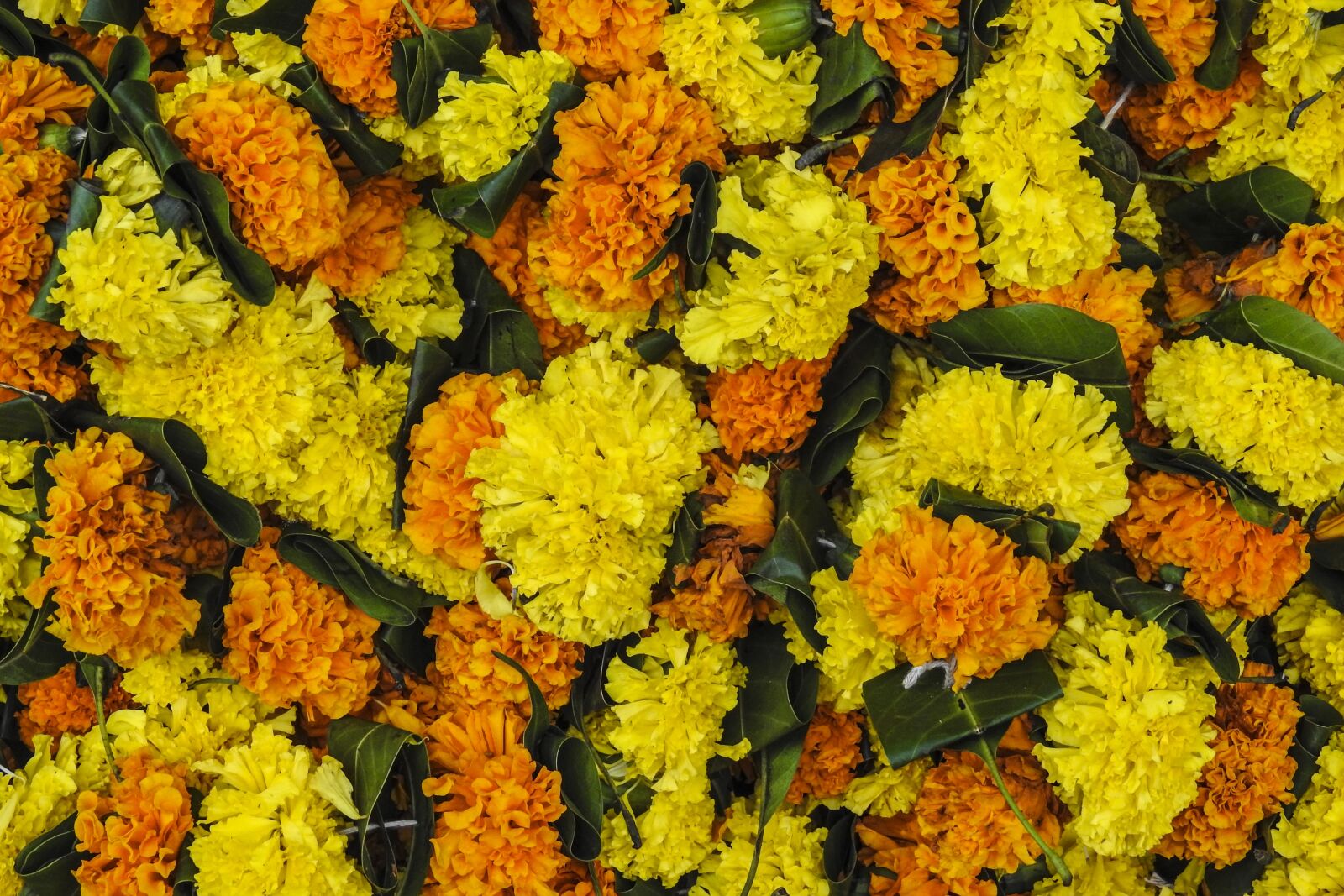 Nikon Coolpix P900 sample photo. Flowers, festival, indian photography