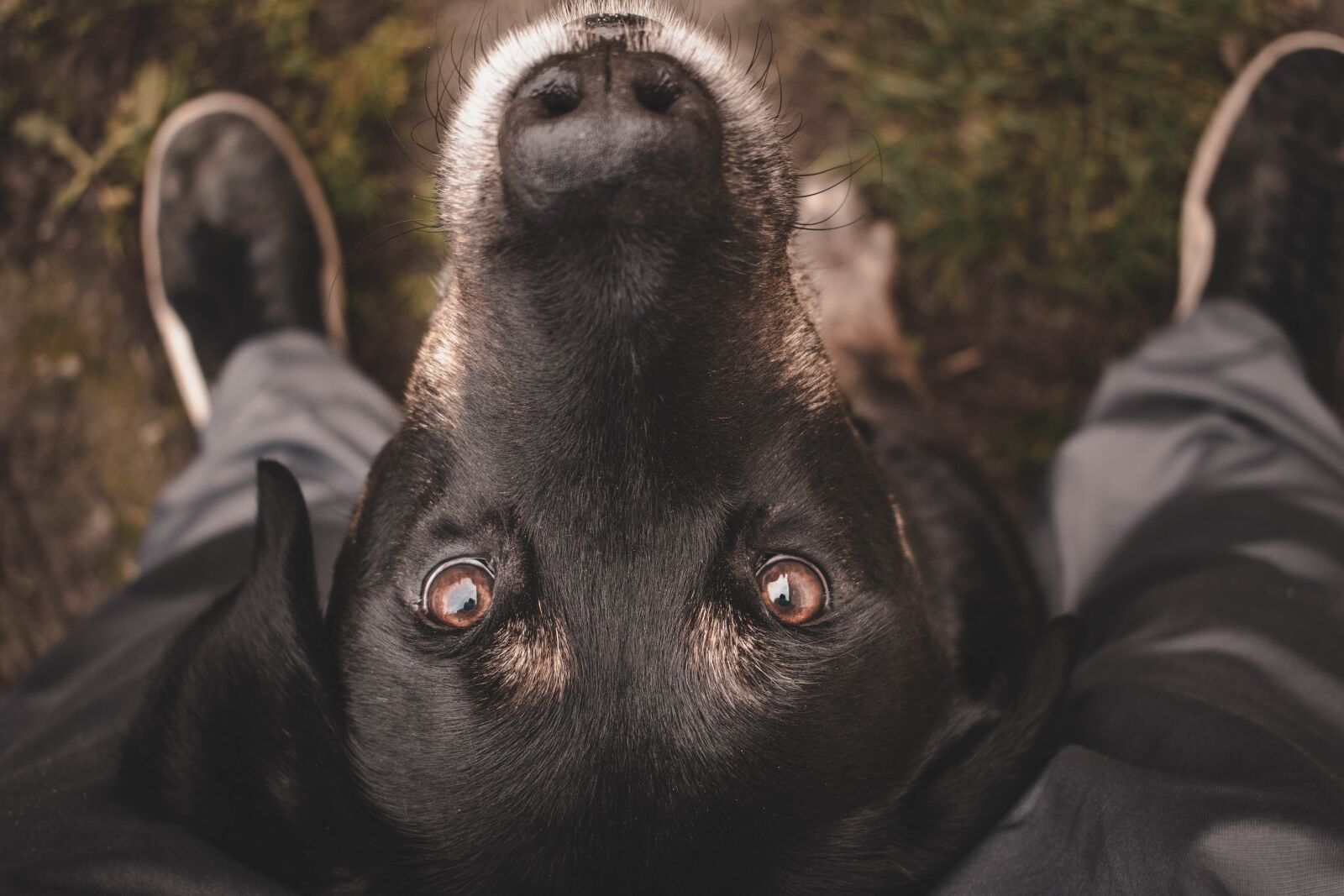 Nikon D5600 sample photo. Dog, lord, one photography