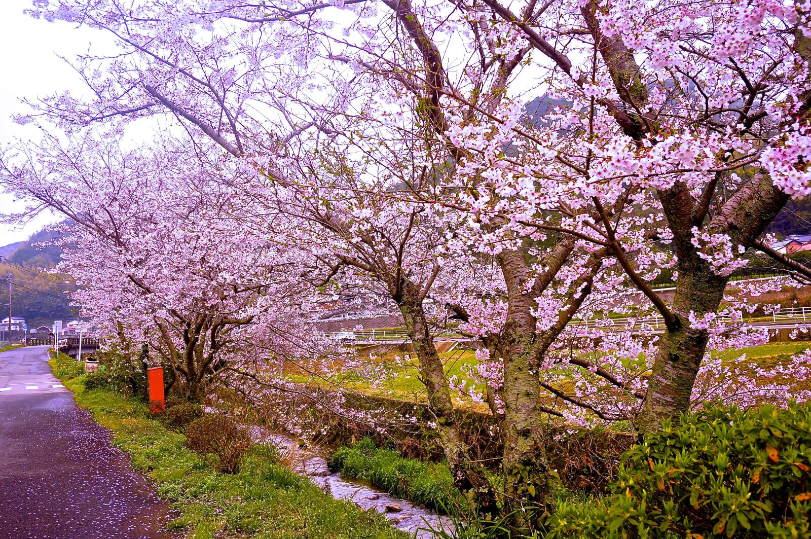 Sony Alpha NEX-6 + Sony E 16-50mm F3.5-5.6 PZ OSS sample photo. Cherry blossoms, spring, countryside photography