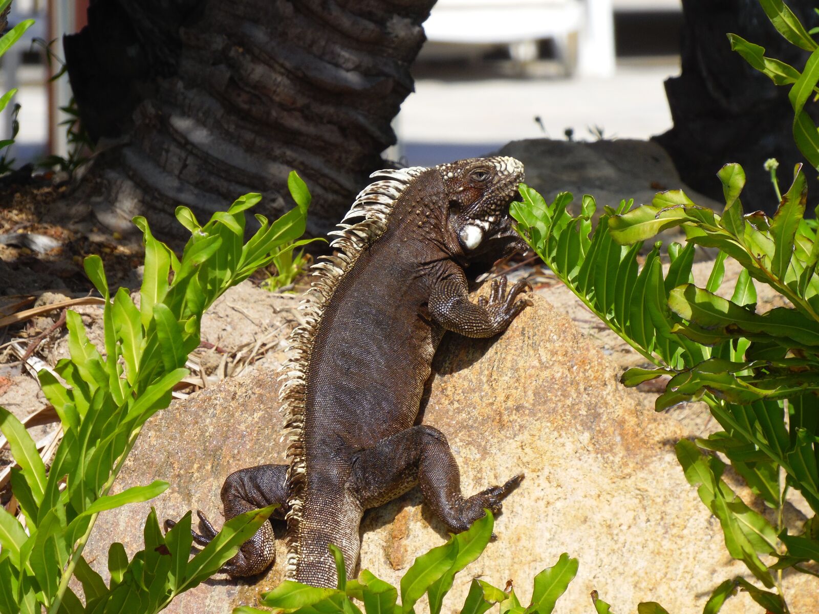 Samsung WB2200F sample photo. Reptilia, nature photography