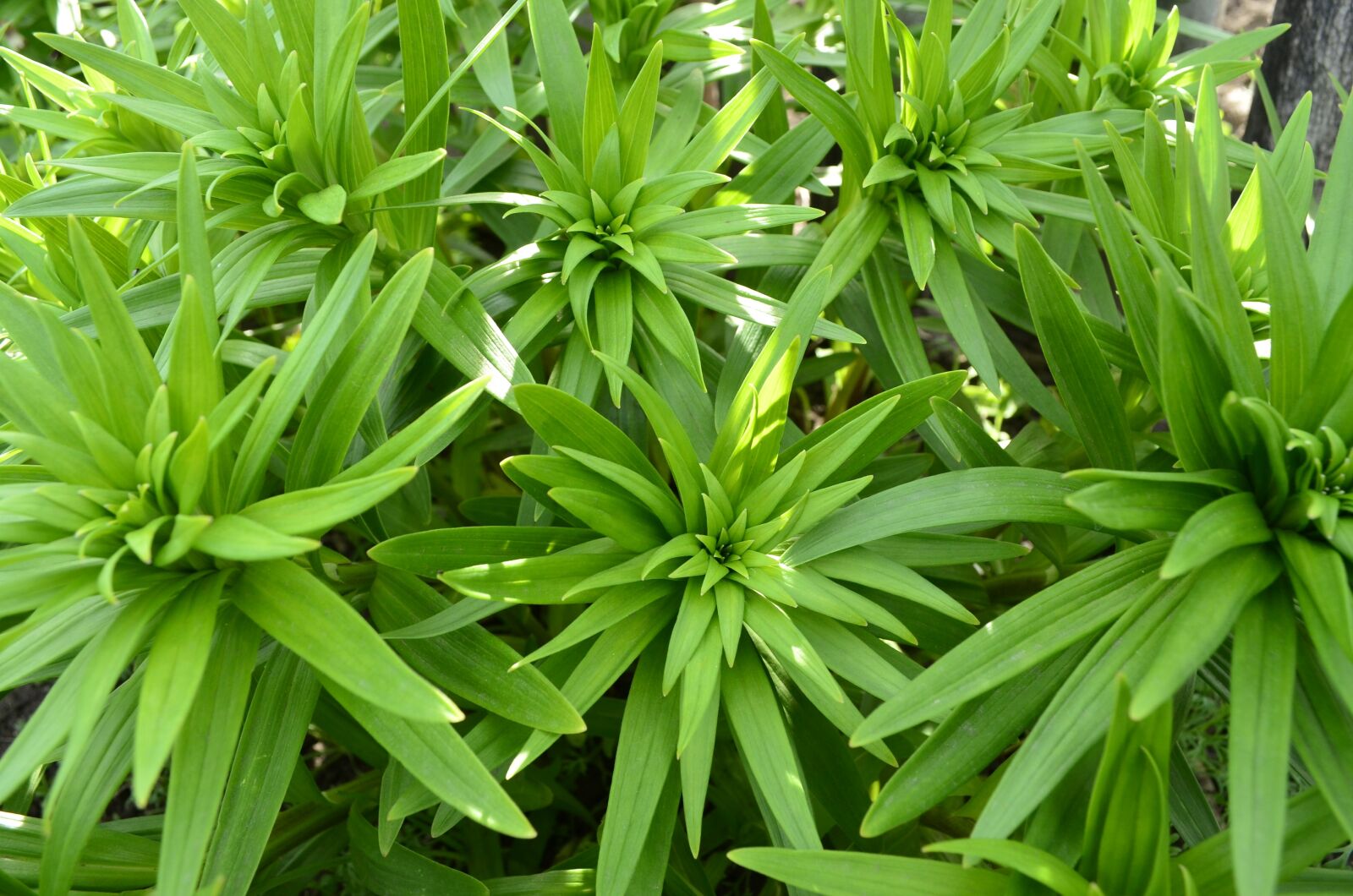 Nikon D5100 sample photo. Green, plant, leaves photography