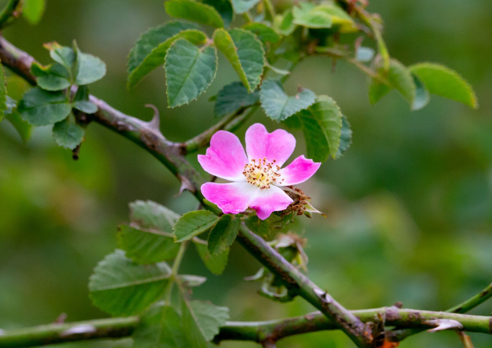 150-600mm F5-6.3 DG OS HSM | Contemporary 015 sample photo. Dog rose, rose, rosa photography