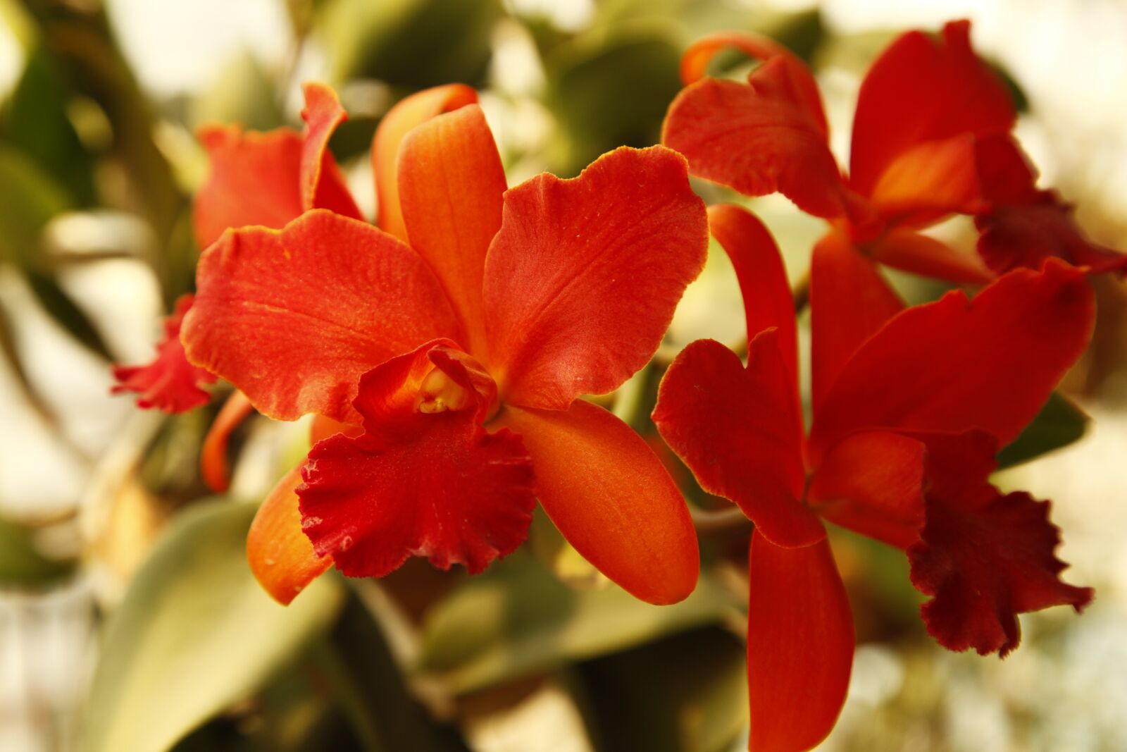 Canon EOS 5D Mark II sample photo. Orchid, cattelya, flower photography