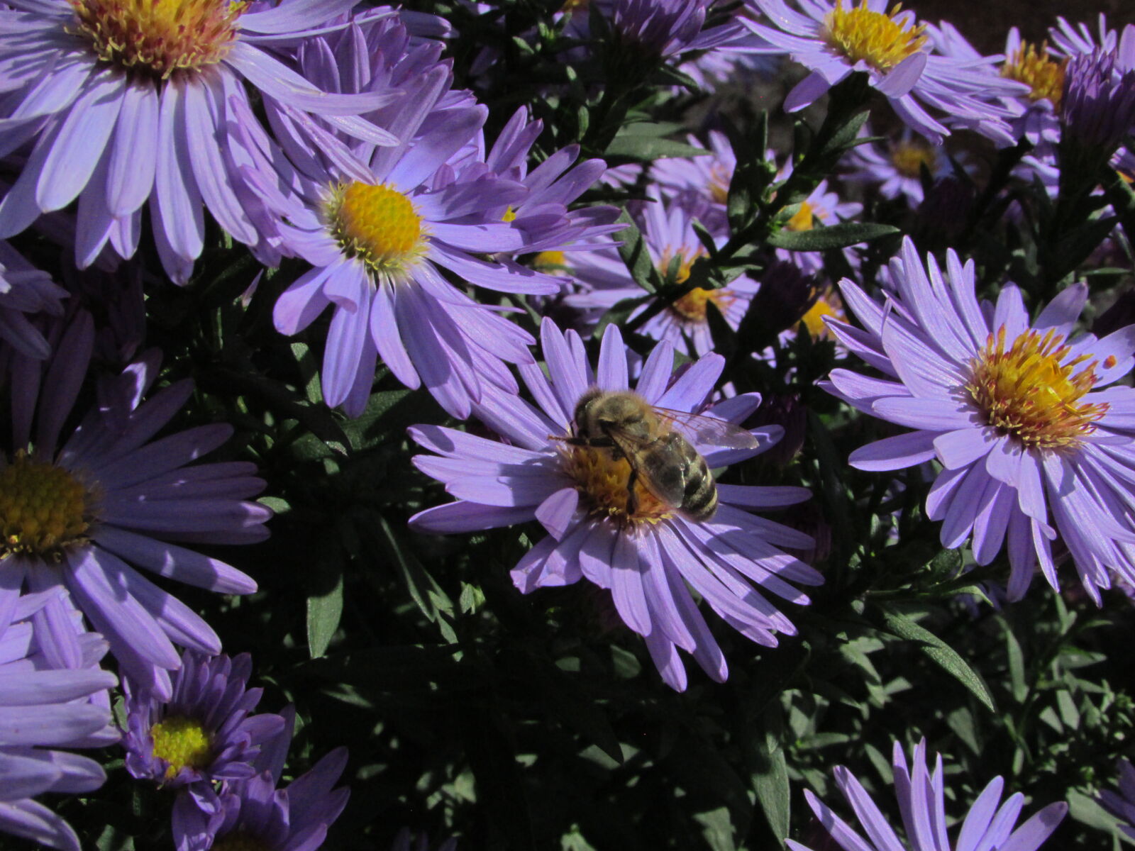 Canon PowerShot SX500 IS sample photo