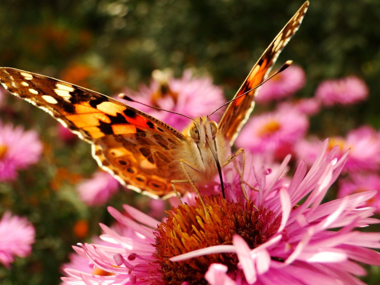 Sony Cyber-shot DSC-HX1 sample photo. Nature, insect, flower photography
