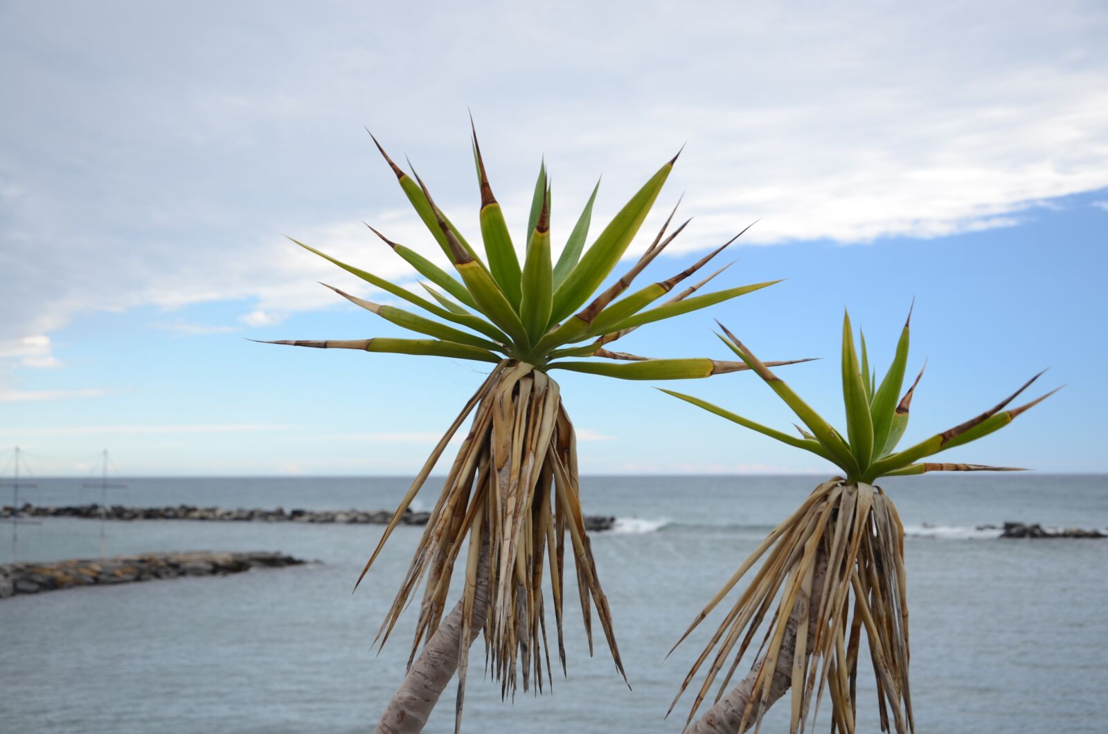 Nikon D5100 sample photo. Palma, agave, sea photography