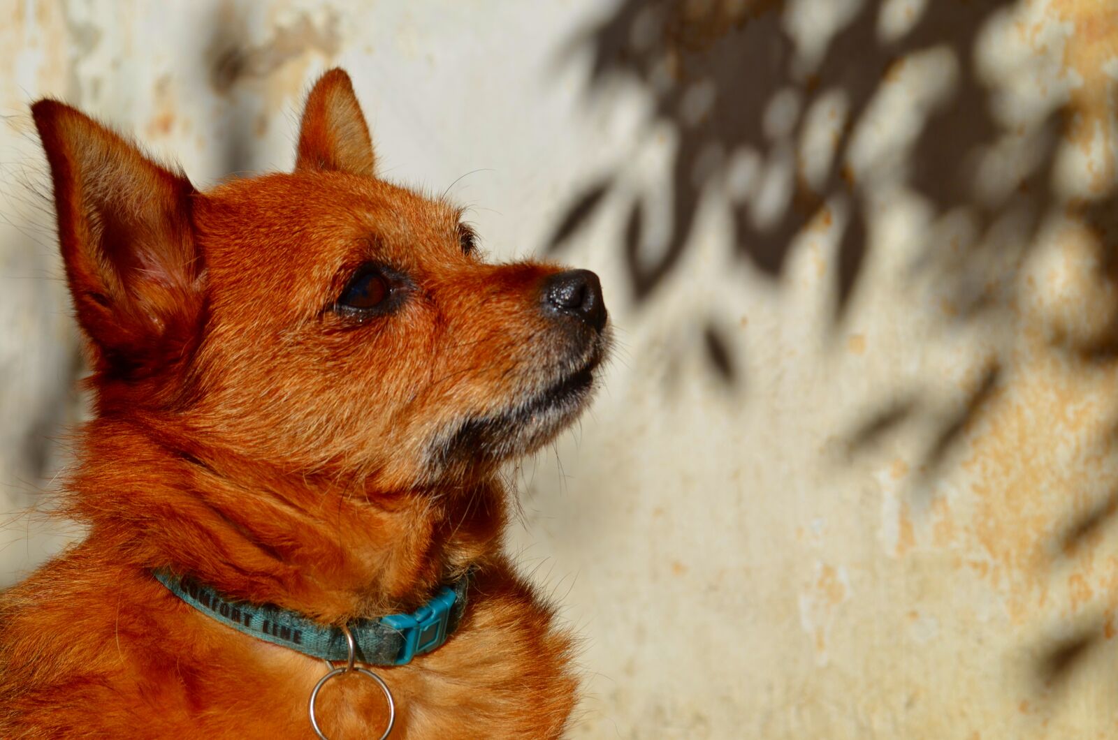 Nikon D5100 sample photo. Dog, puppy, to watch photography