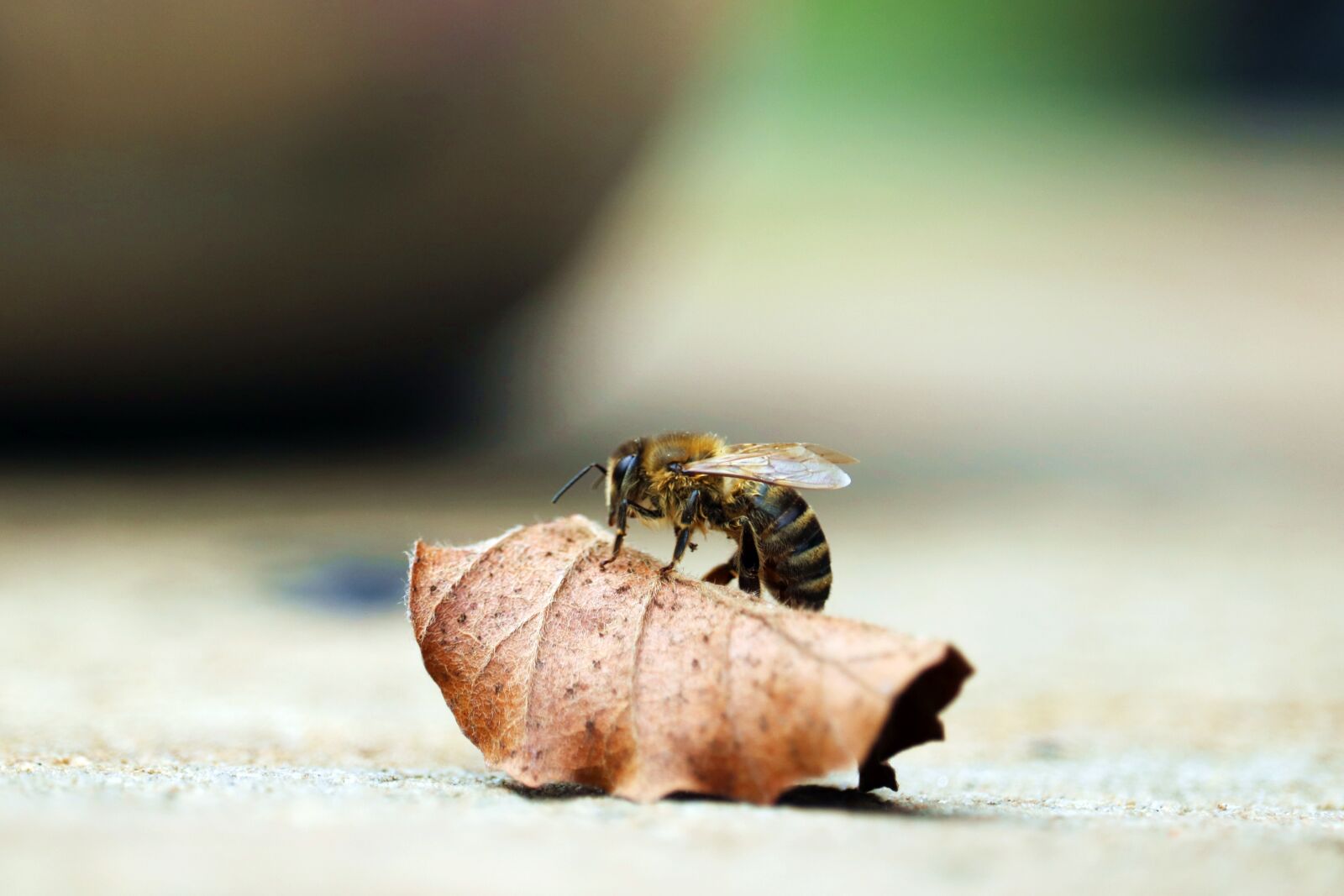 Canon EF-S 55-250mm F4-5.6 IS STM sample photo. Bee, spring, leaf photography