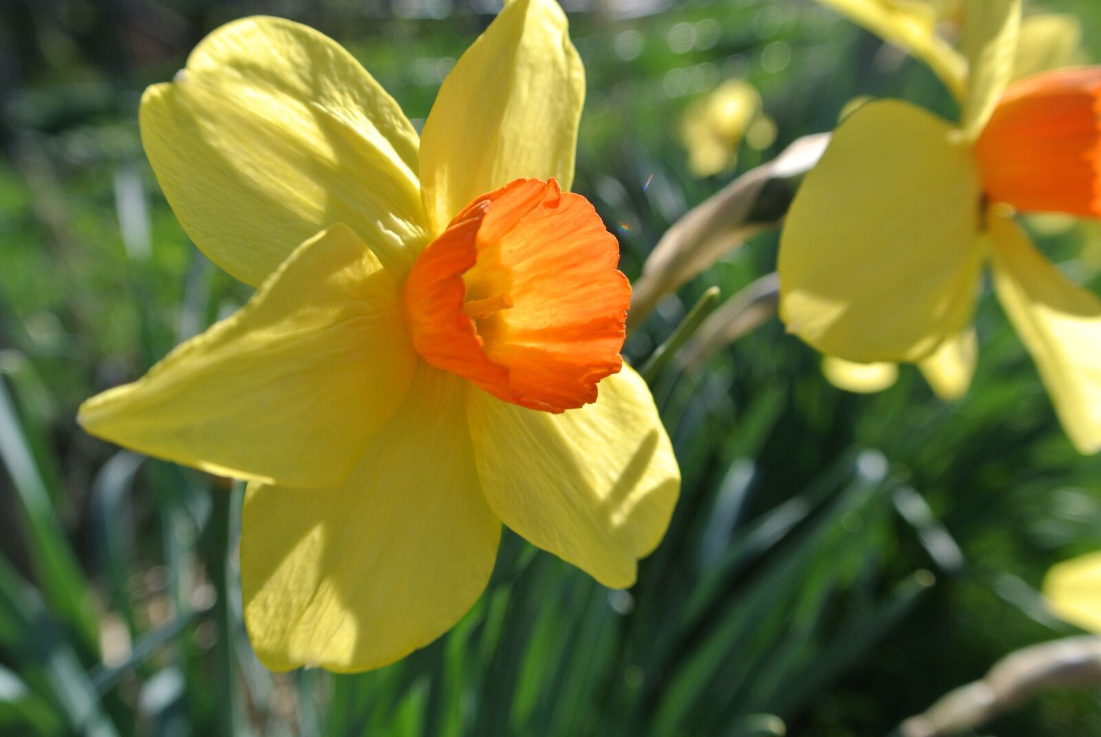 Nikon 1 J2 sample photo. Yellow, orange, flower photography