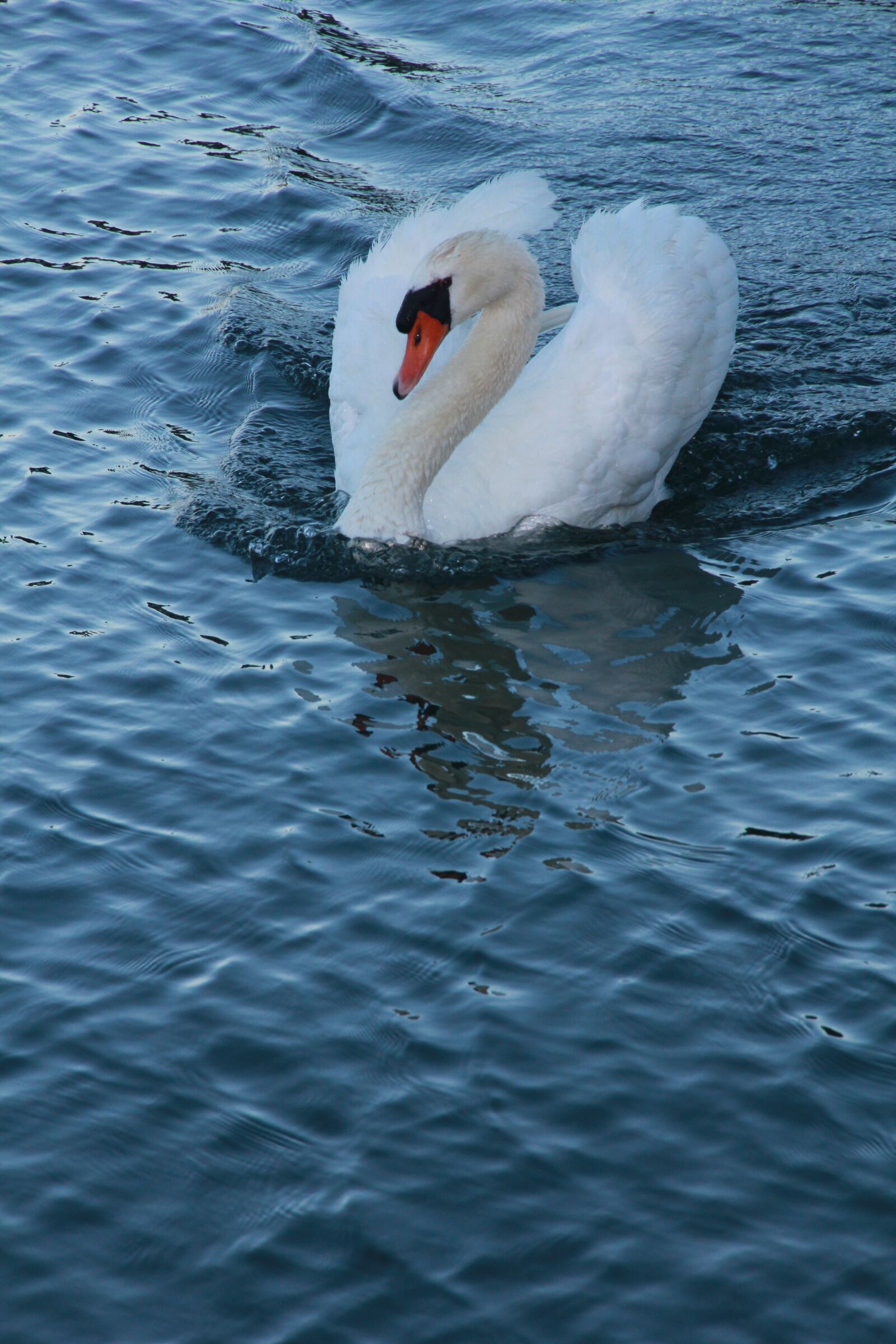 Canon EOS 550D (EOS Rebel T2i / EOS Kiss X4) sample photo. Swan, animal, water photography
