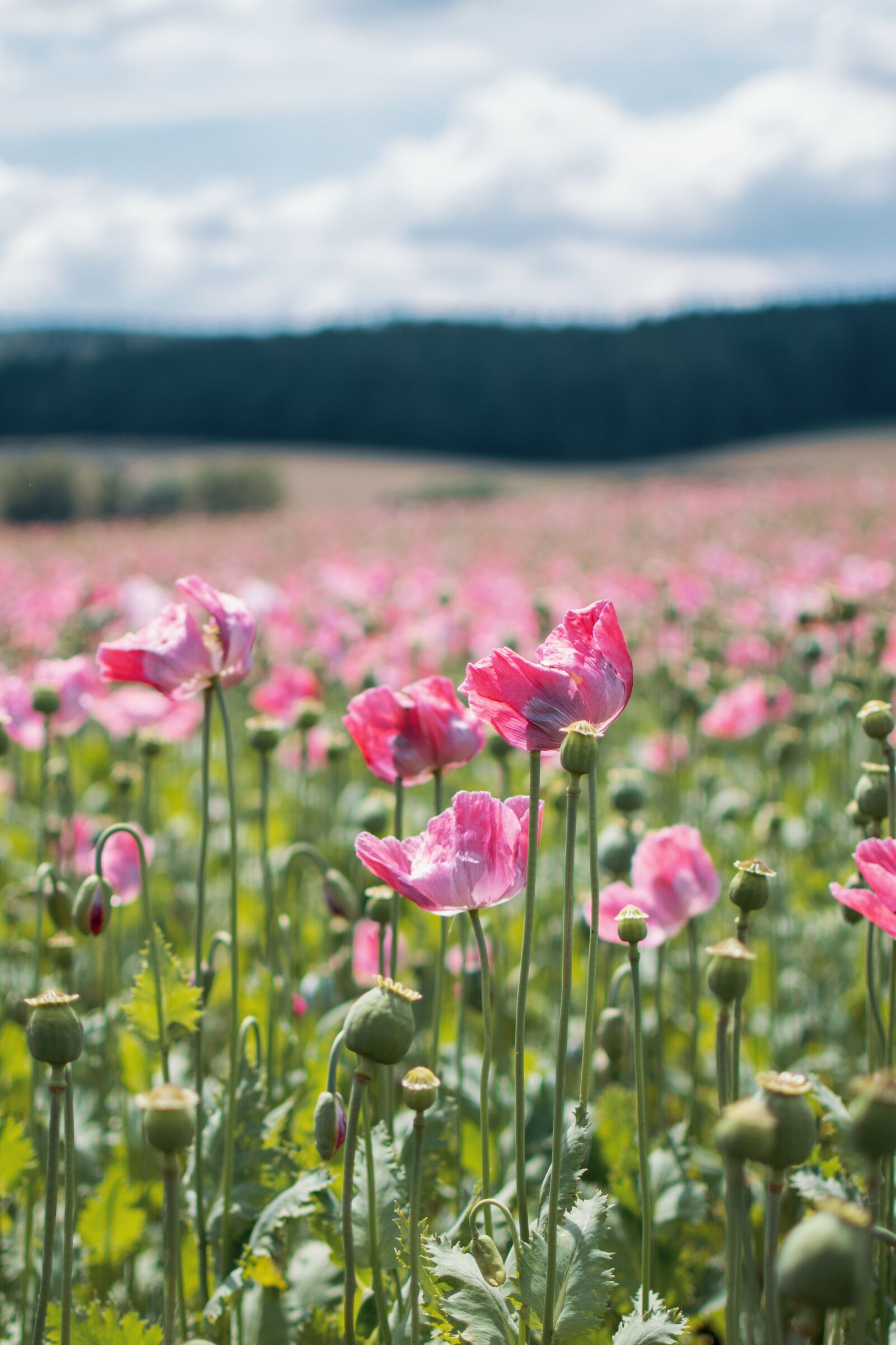 Nikon D5300 sample photo. Poppy, field, summer photography