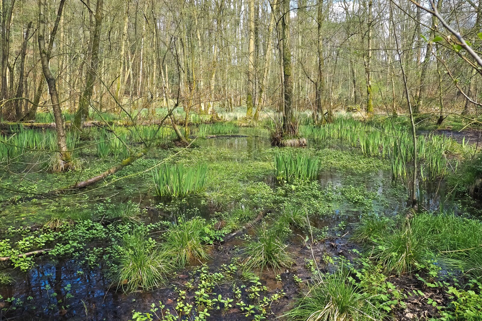 Olympus OM-D E-M10 sample photo. Landscape, swamp, marsh photography