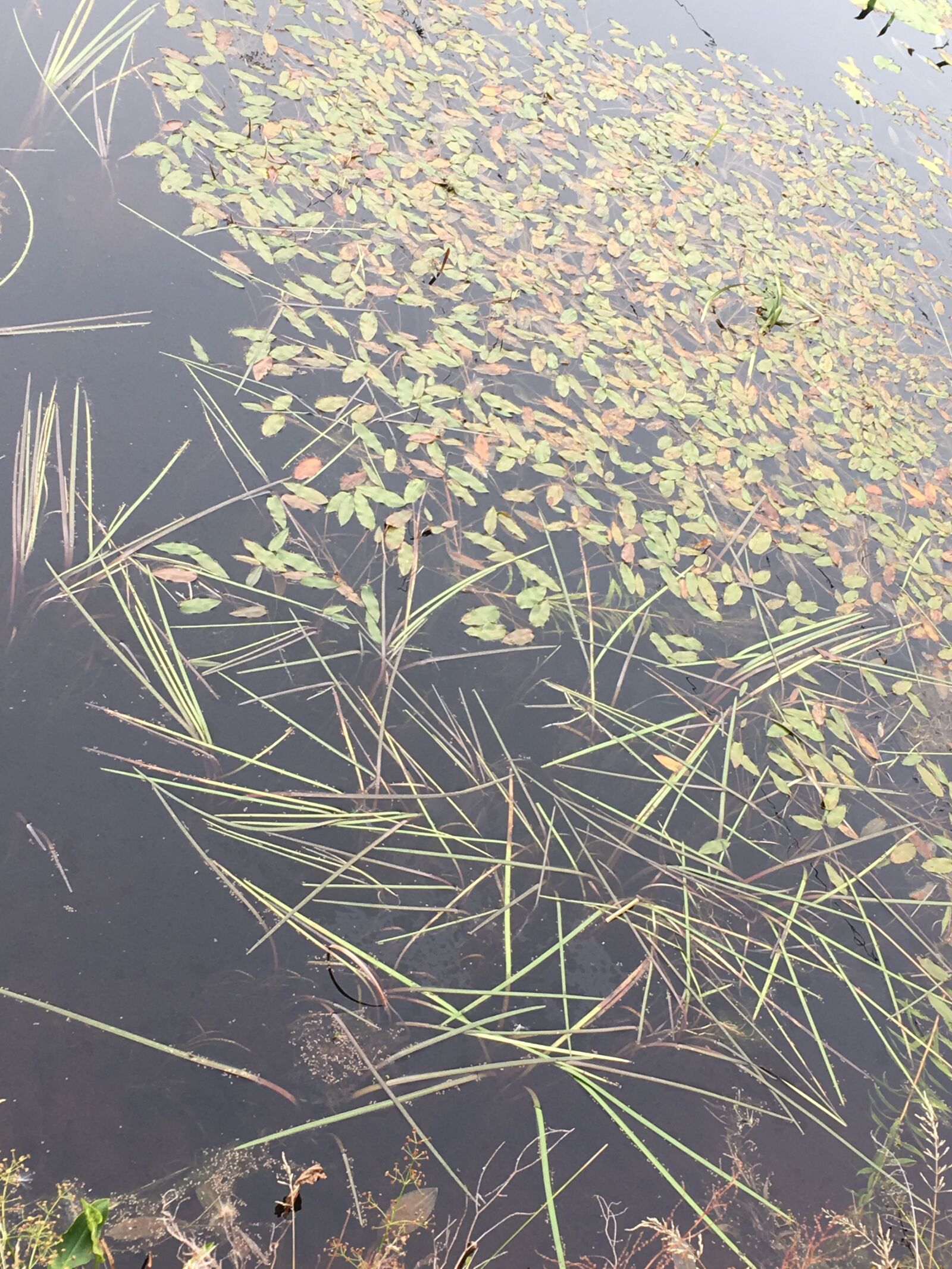 iPhone SE back camera 4.15mm f/2.2 sample photo. River, water, plants photography