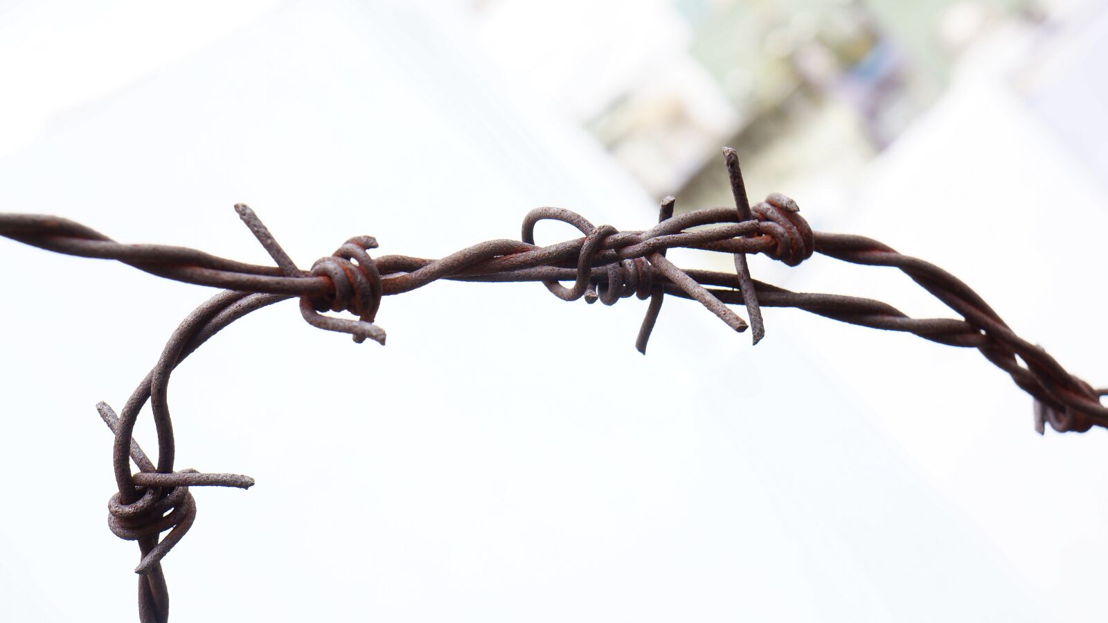 Sony Alpha NEX-F3 + Sony E 18-55mm F3.5-5.6 OSS sample photo. Barbed wire, tubers, rust photography