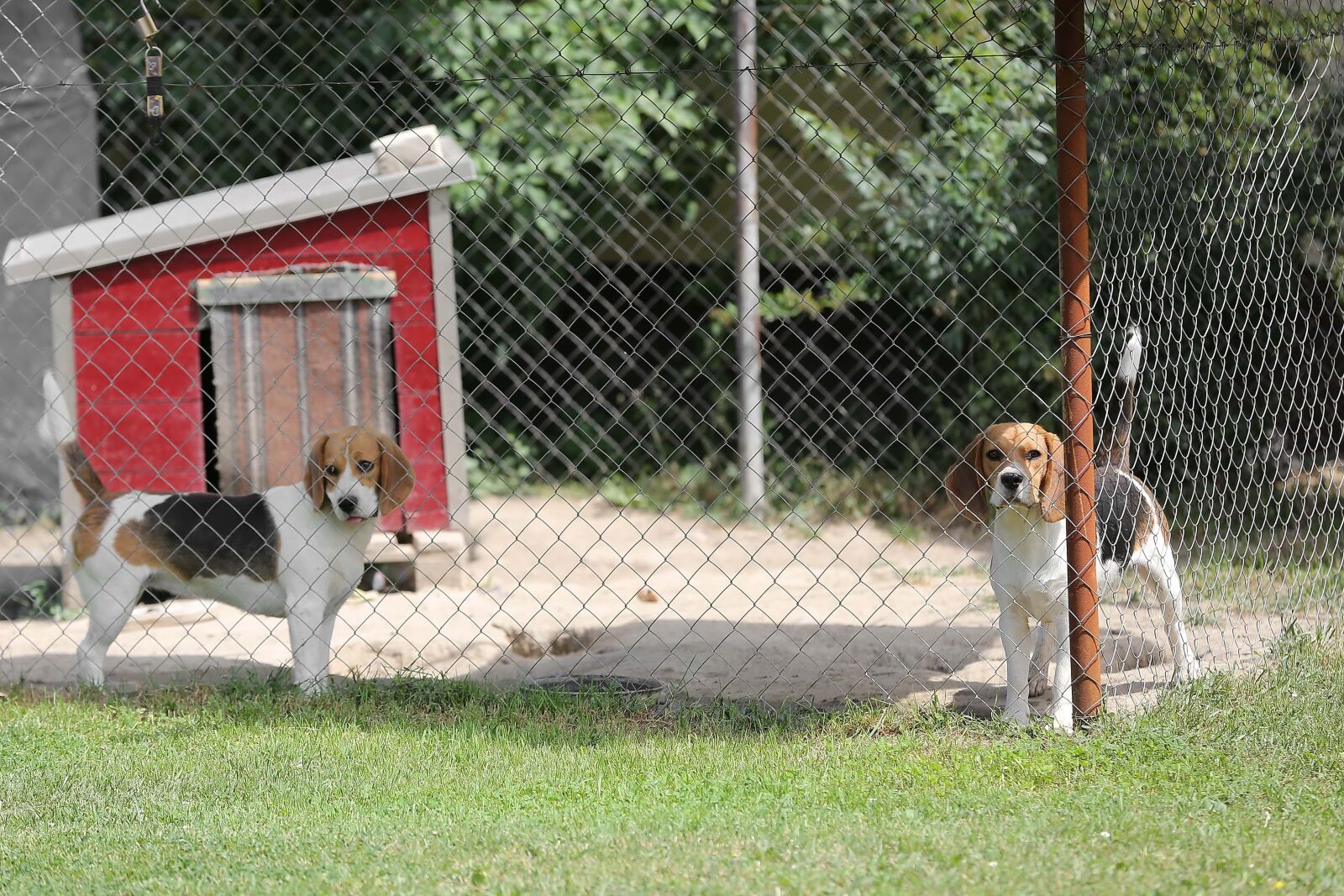 Canon EOS 5D Mark III sample photo. Dogs, cage, hunting dog photography