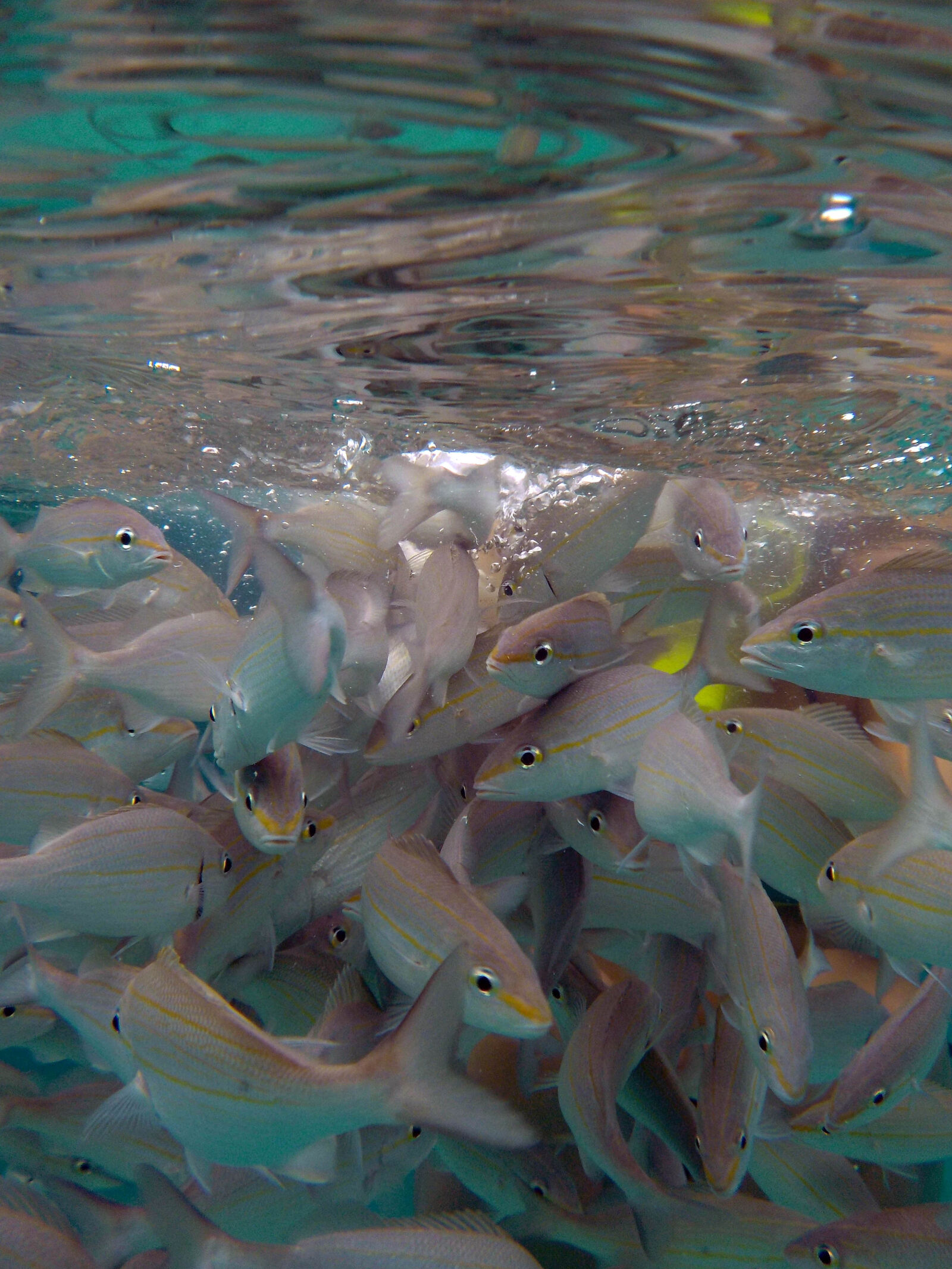 Nikon Coolpix S33 sample photo. Cayman, islands, fish, snorkeling photography