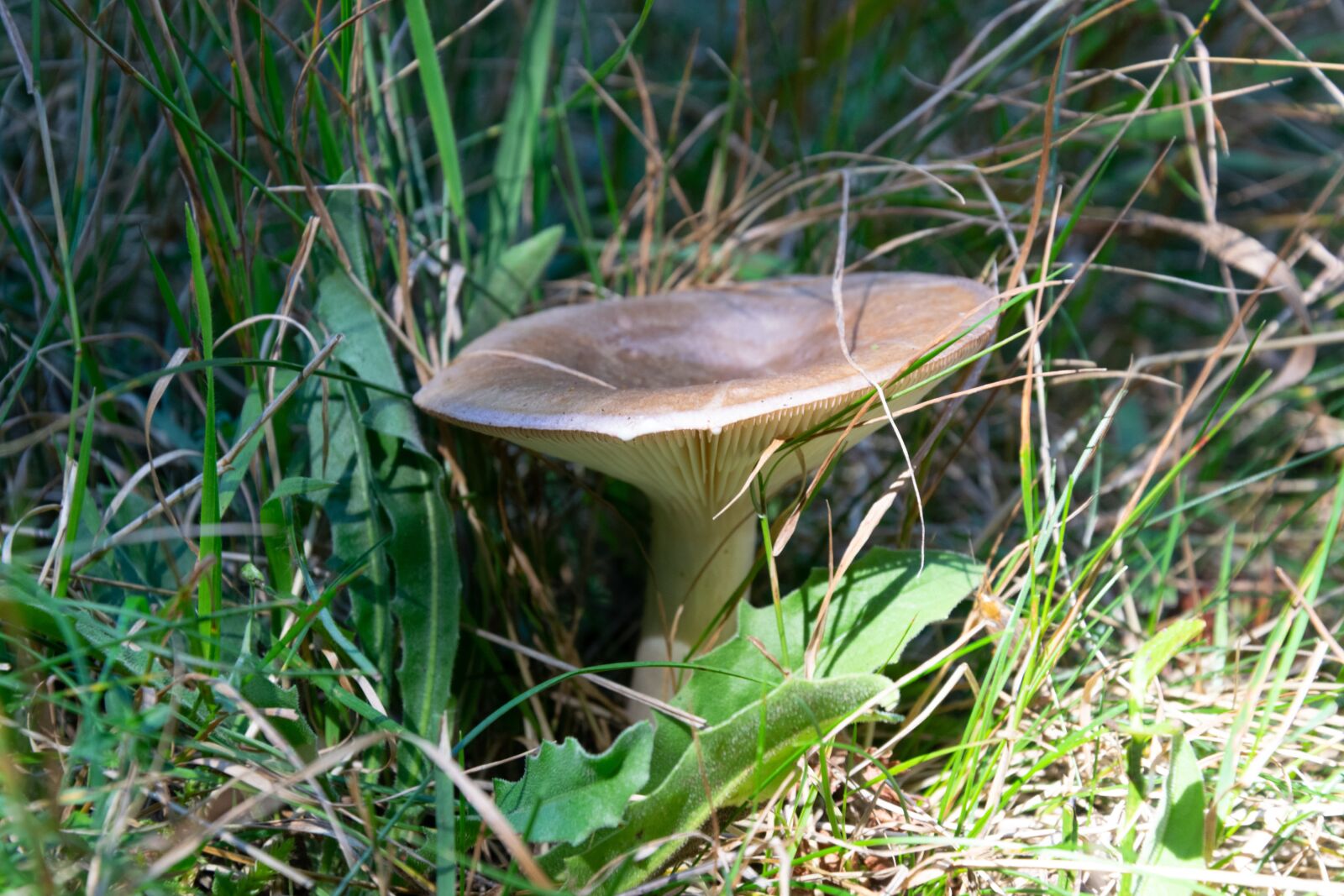 Nikon D3300 sample photo. Mushroom, forest, autumn photography