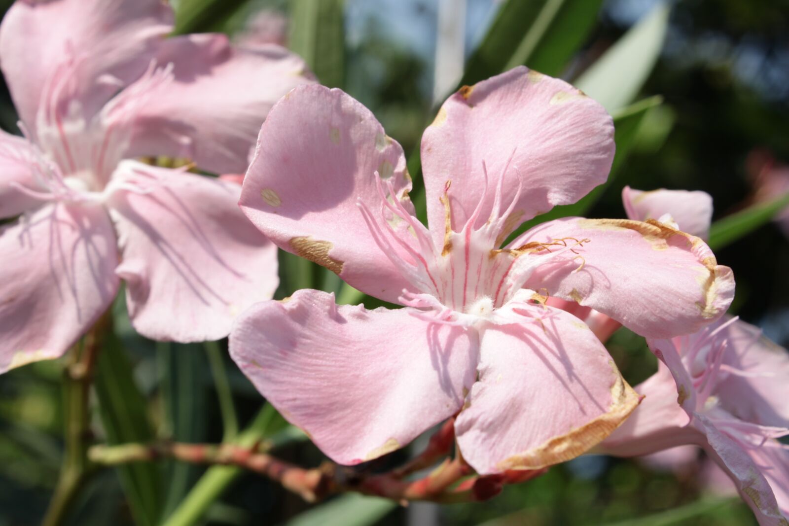 Canon EOS 500D (EOS Rebel T1i / EOS Kiss X3) sample photo. Gorgeous, flowers, blossom photography