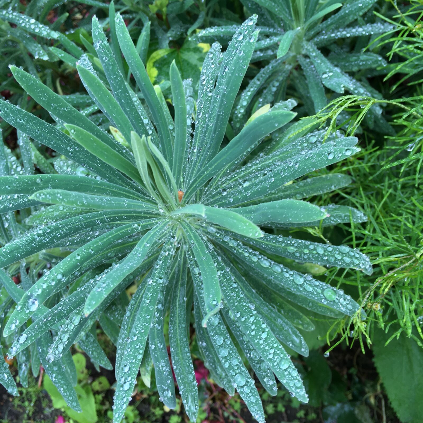 iPhone SE back camera 4.15mm f/2.2 sample photo. Raindrops, leaves, rainy day photography