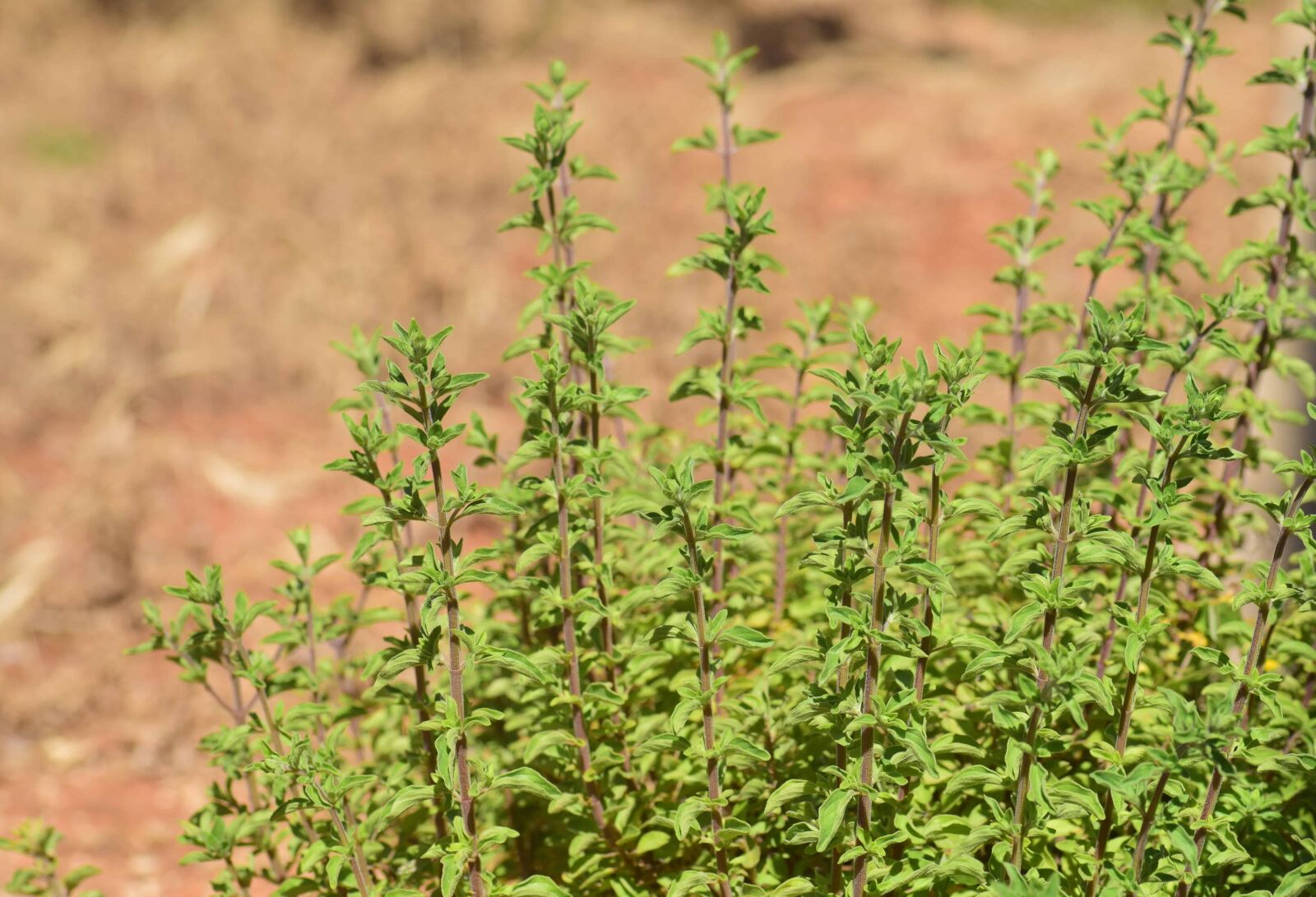 Nikon D3300 sample photo. Mint, flora, nature, green photography