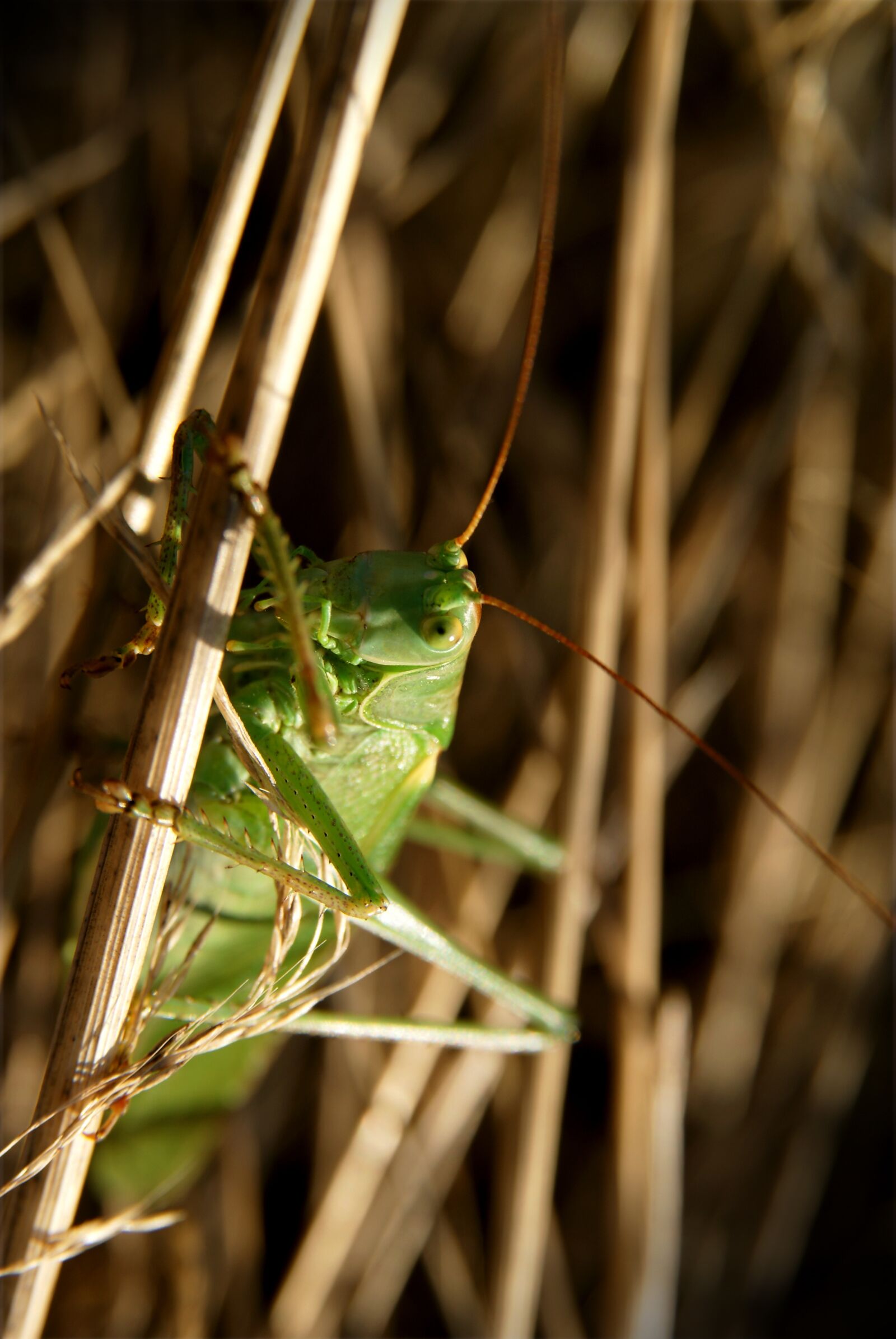 Sony Alpha DSLR-A300 sample photo. Great green bush-cricket, grasshopper photography