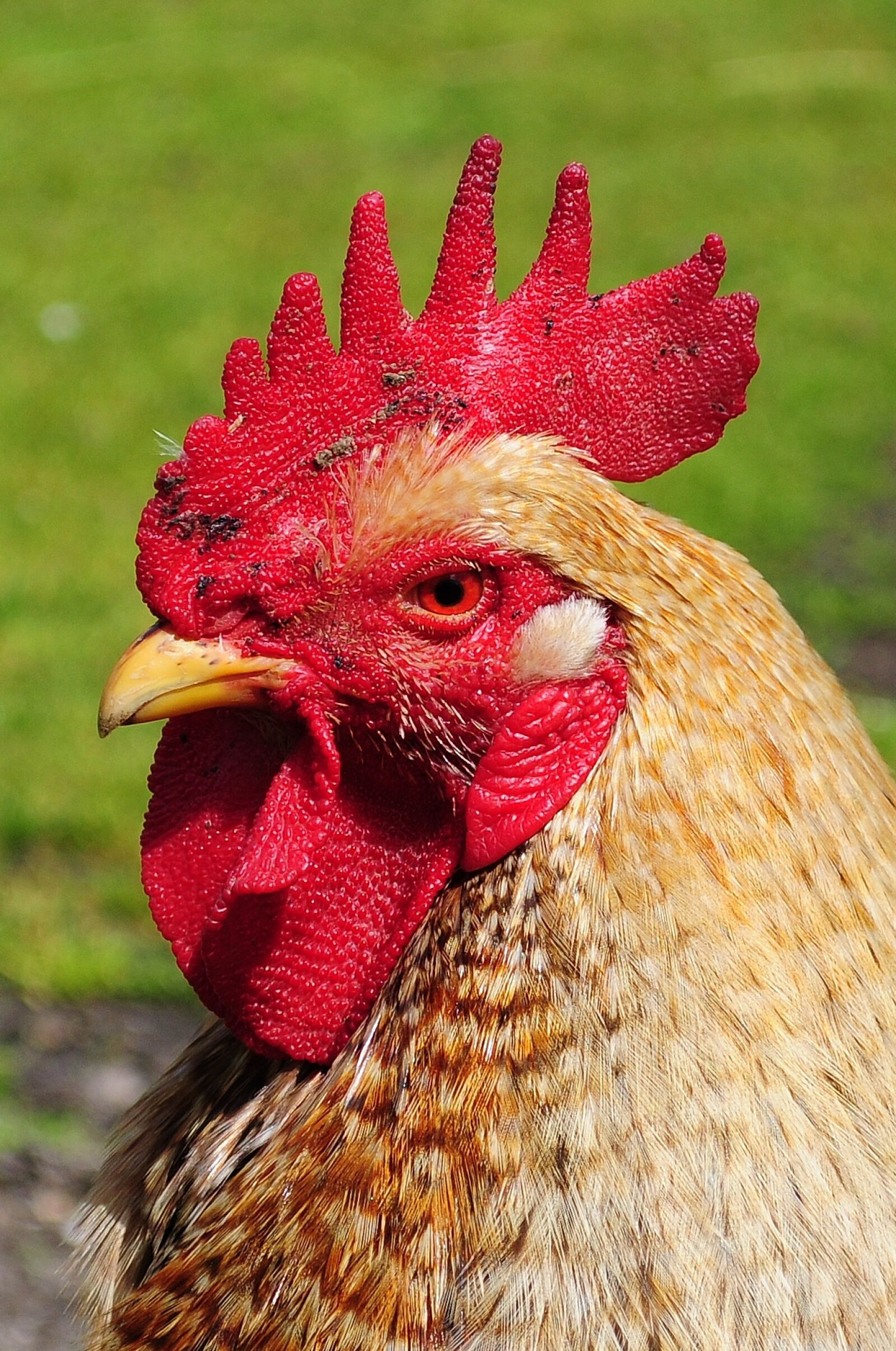 Nikon D5000 sample photo. Animal, agriculture, farm, chicken photography