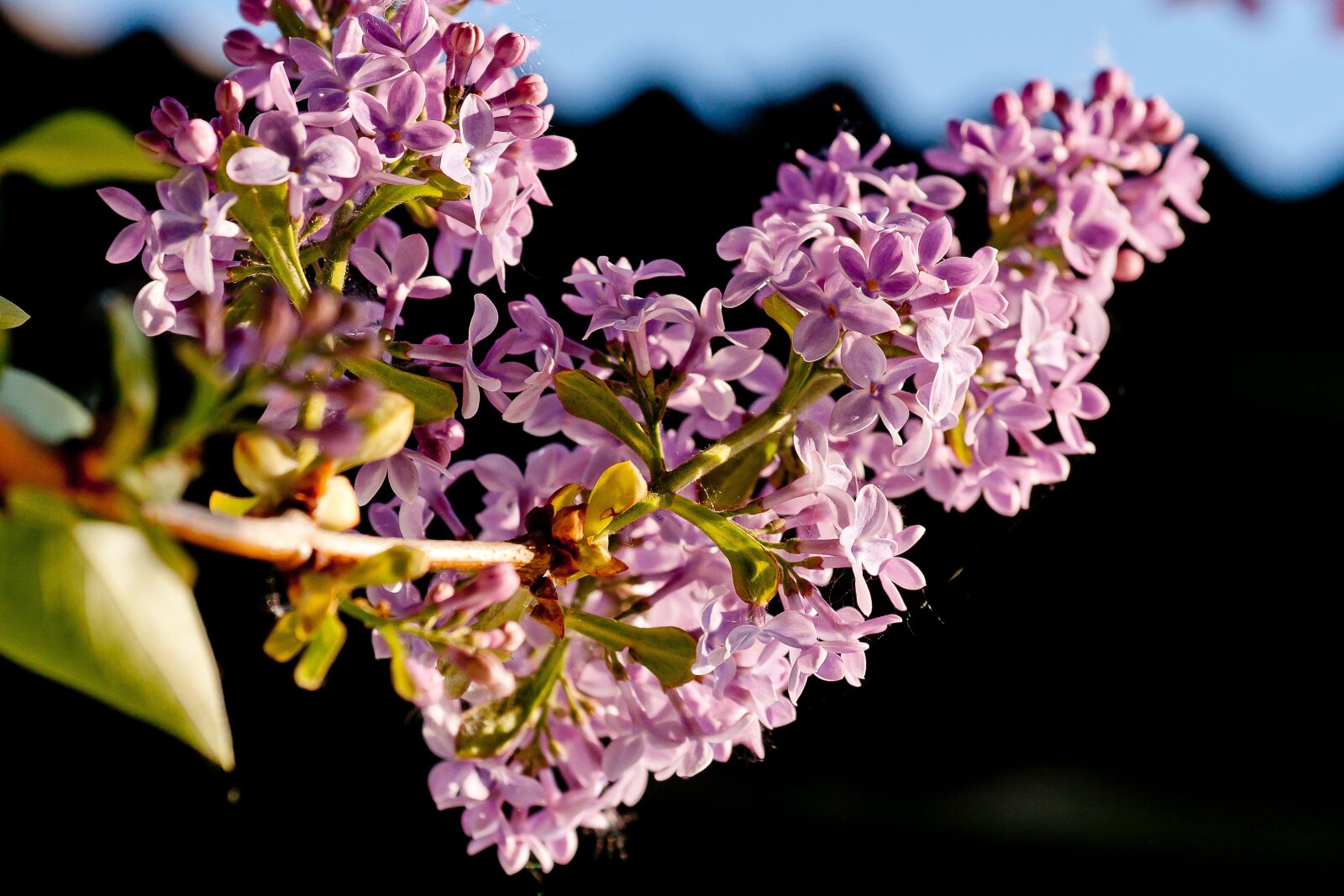 Sony Alpha DSLR-A700 sample photo. Nature, flower, lilac photography