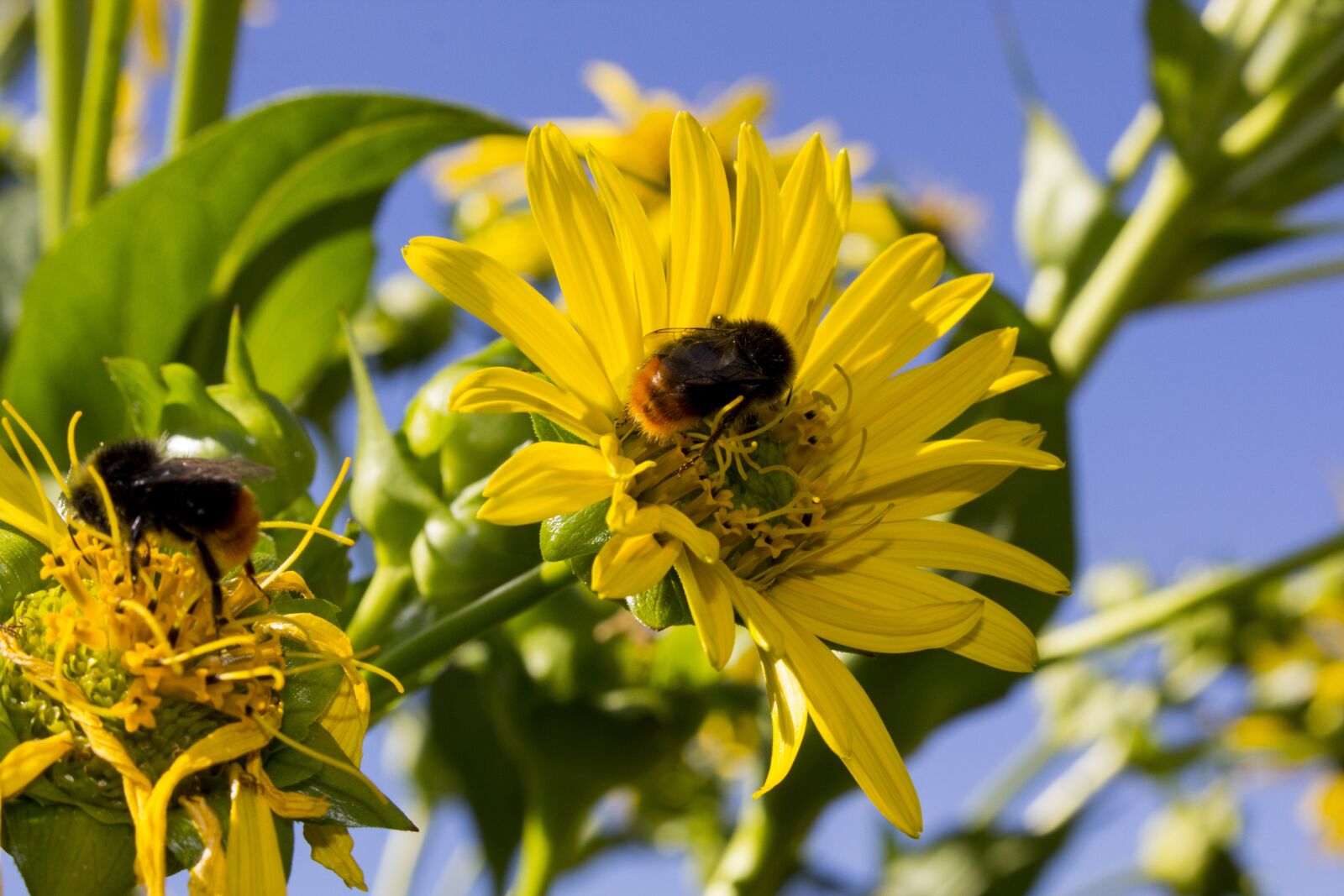 Canon EOS 60D sample photo. Hummel, flower, insect photography
