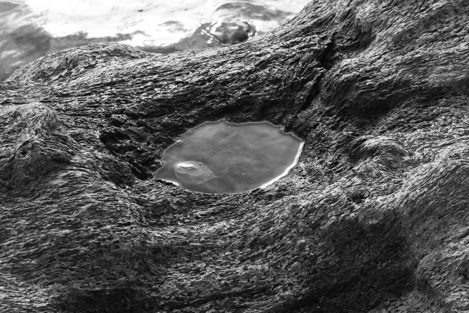 Canon EOS 100D (EOS Rebel SL1 / EOS Kiss X7) sample photo. Wood, water, black and photography