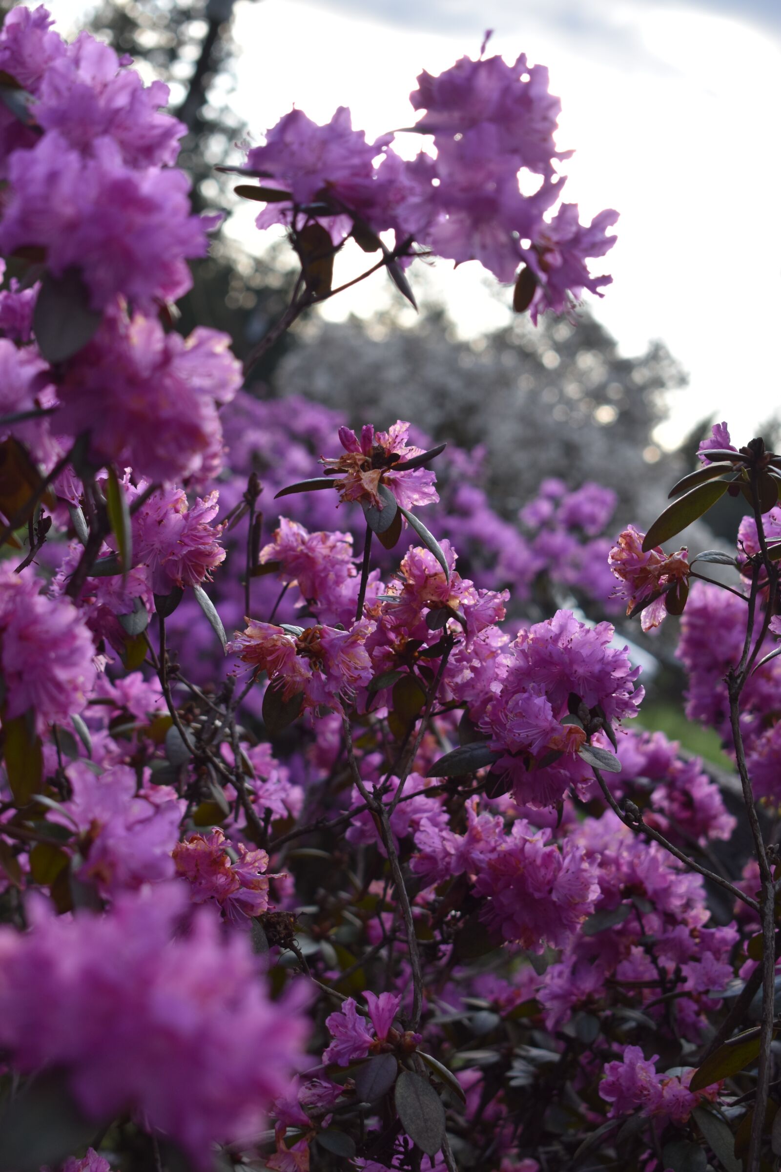 Nikon D3500 sample photo. Flowers, pink, sky photography