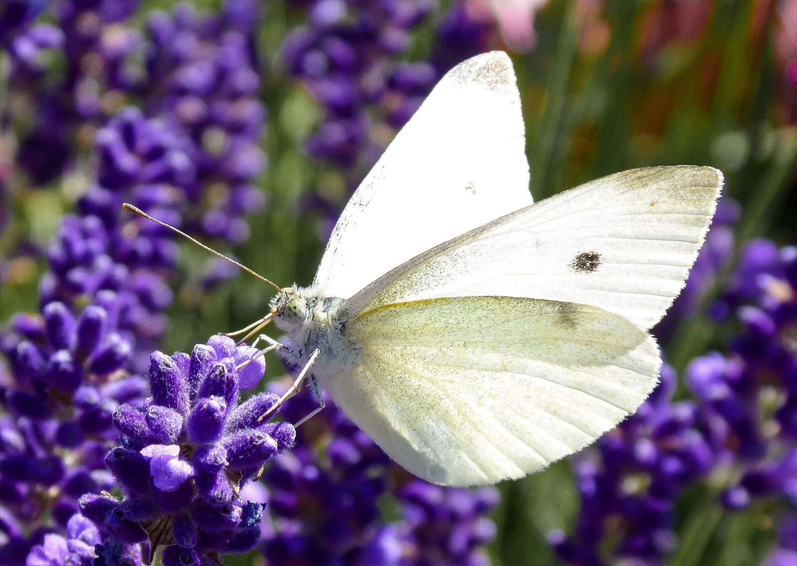 Panasonic DMC-TZ71 sample photo. Nature, butterfly, insect photography