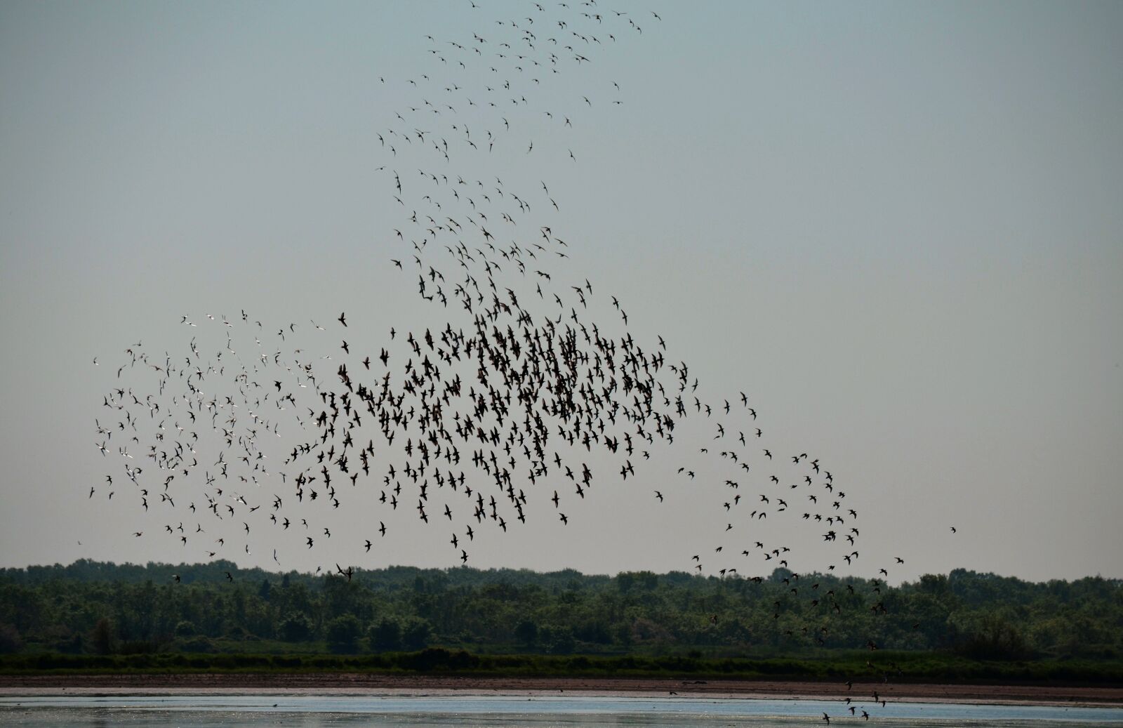 Nikon D5100 sample photo. Birds, nature, migration photography