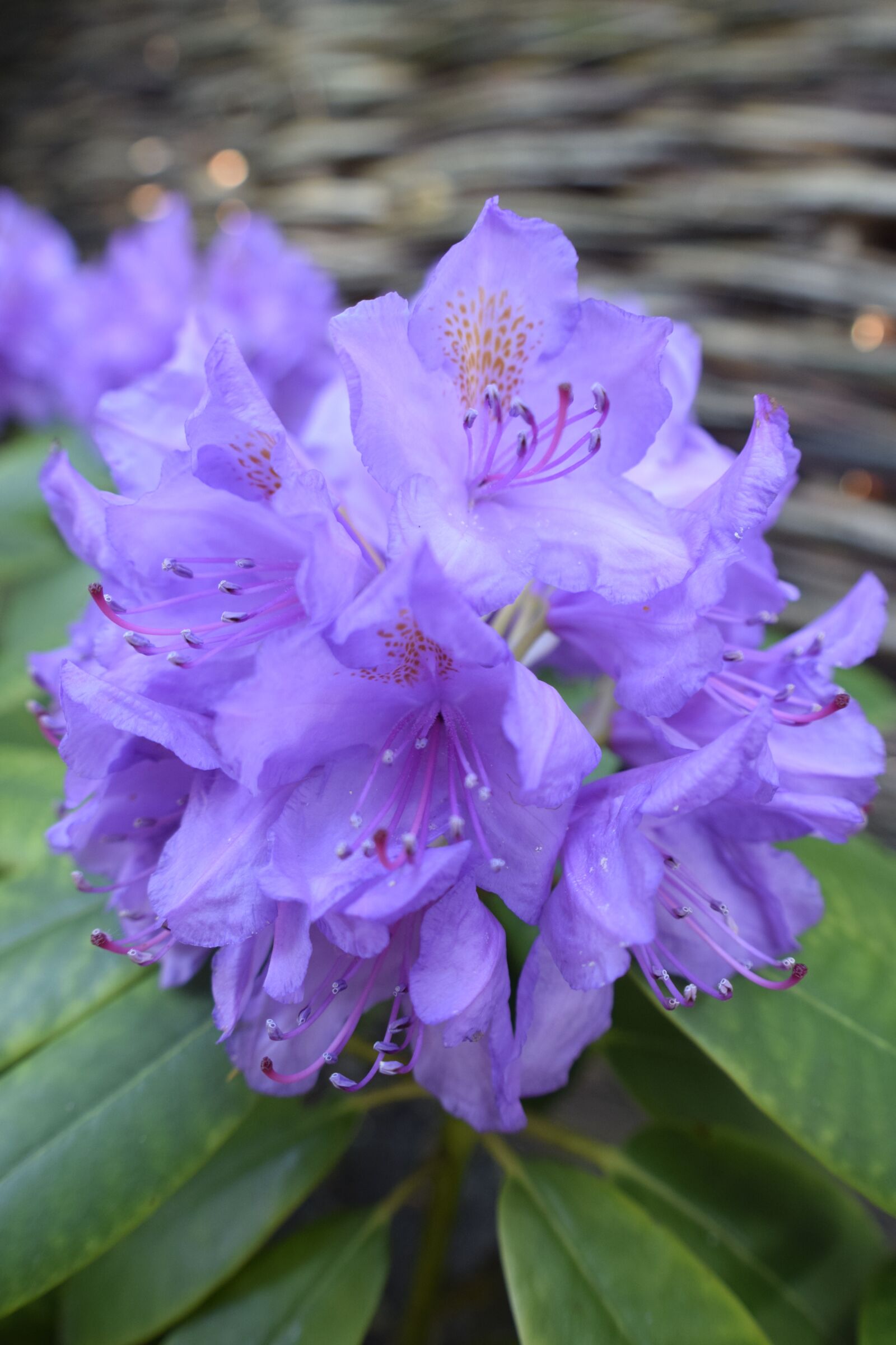 Nikon D3300 sample photo. Flower, nature, floral photography