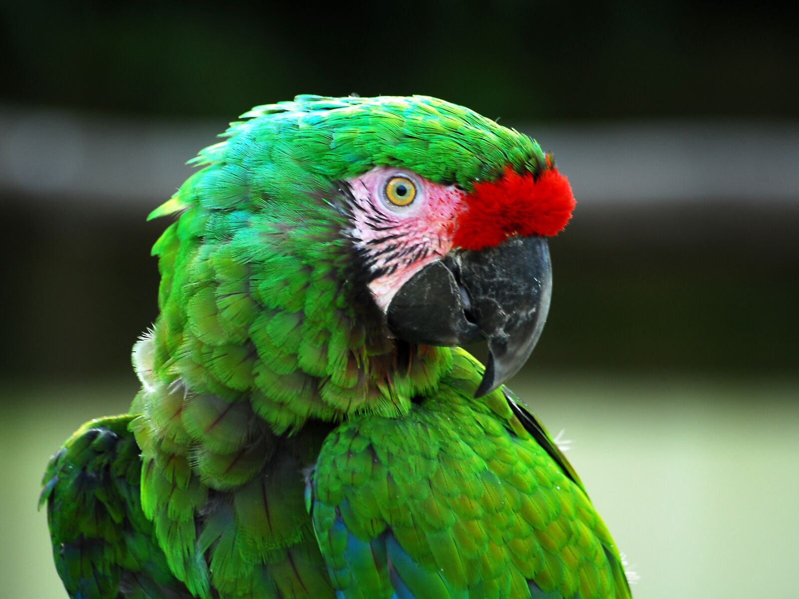 Nikon D200 sample photo. Ara, bird, animal photography