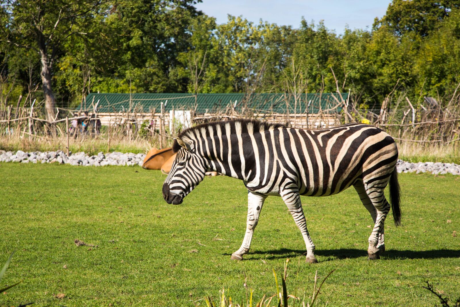 Canon EF 24-105mm F4L IS USM sample photo. Zebra, zoo, wild place photography