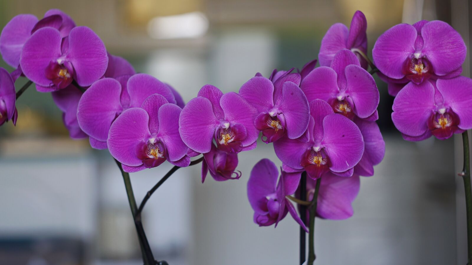 Canon EOS 100D (EOS Rebel SL1 / EOS Kiss X7) sample photo. Flower, orchid, purple photography