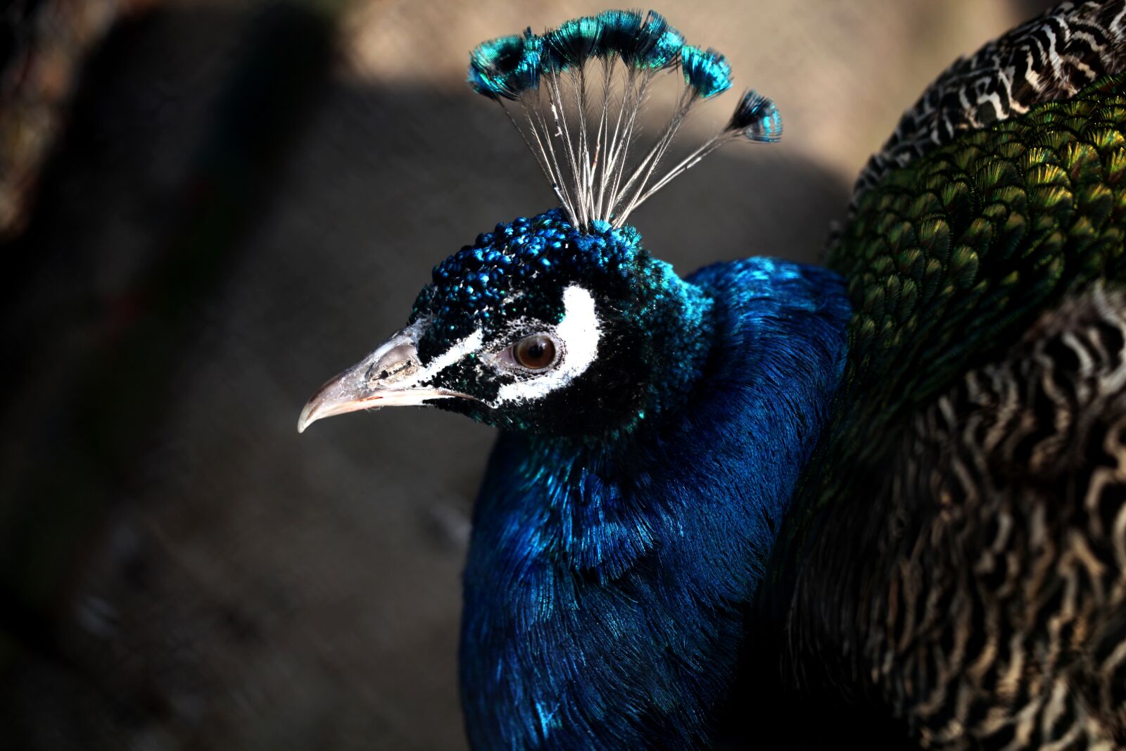 Canon EOS 5D Mark II sample photo. Peacock, bird, blue photography
