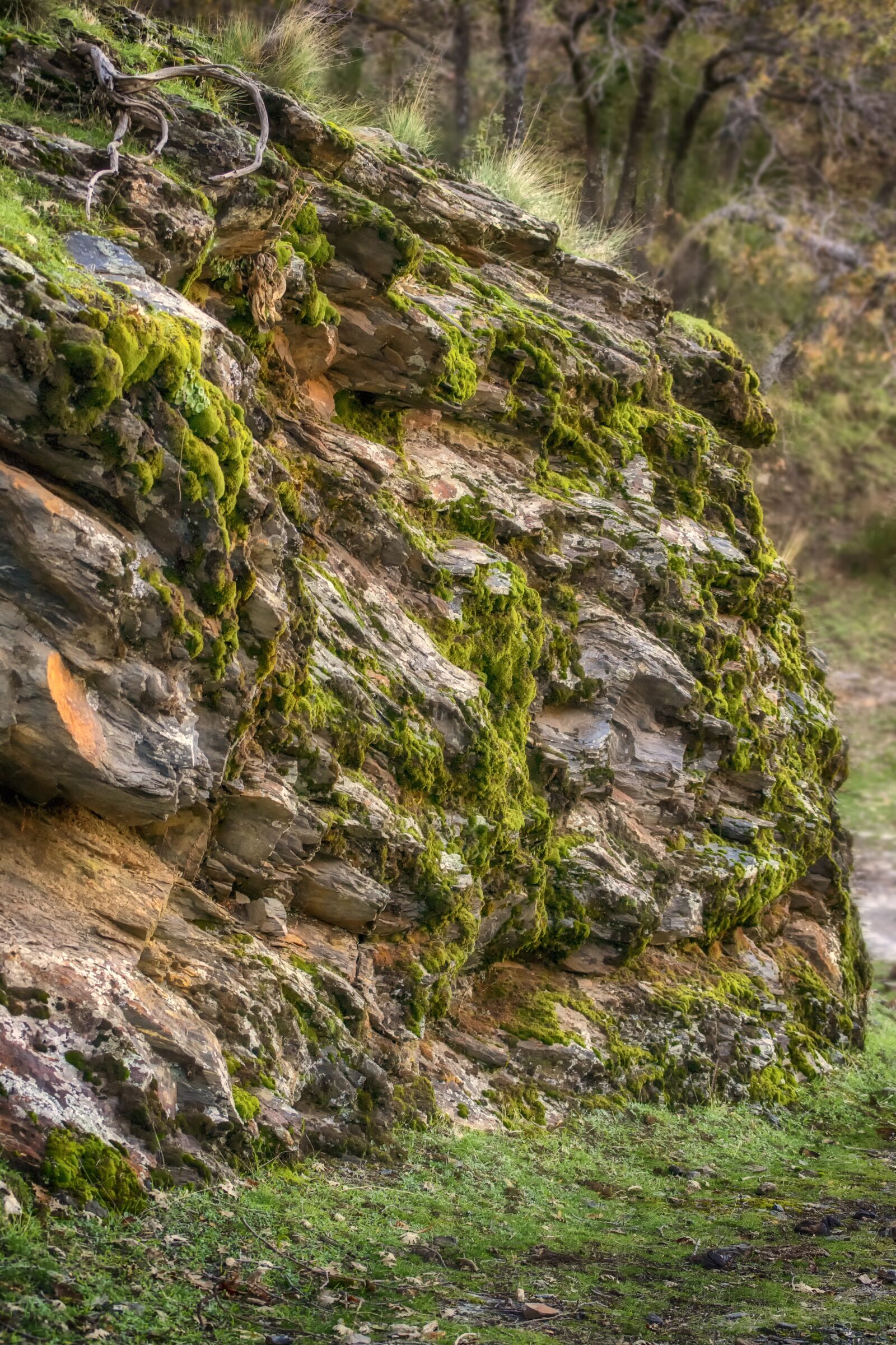 Nikon D3300 sample photo. Rock, moss, nature photography