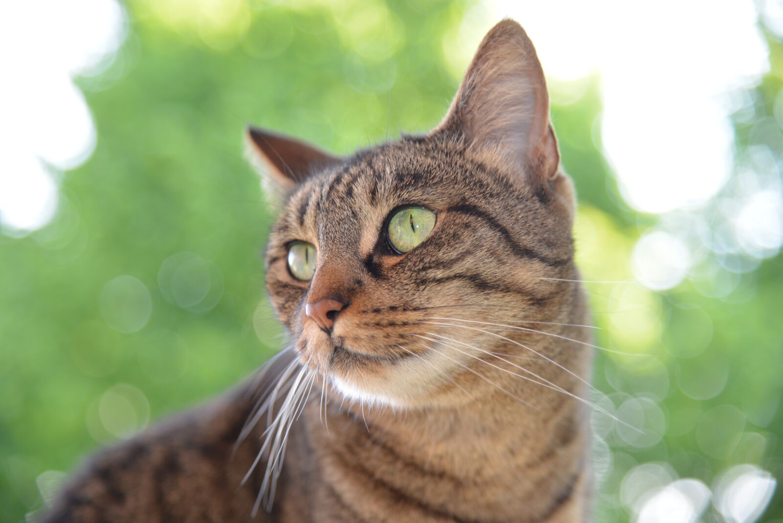 Nikon D600 sample photo. Cat, domestic cat, cat photography