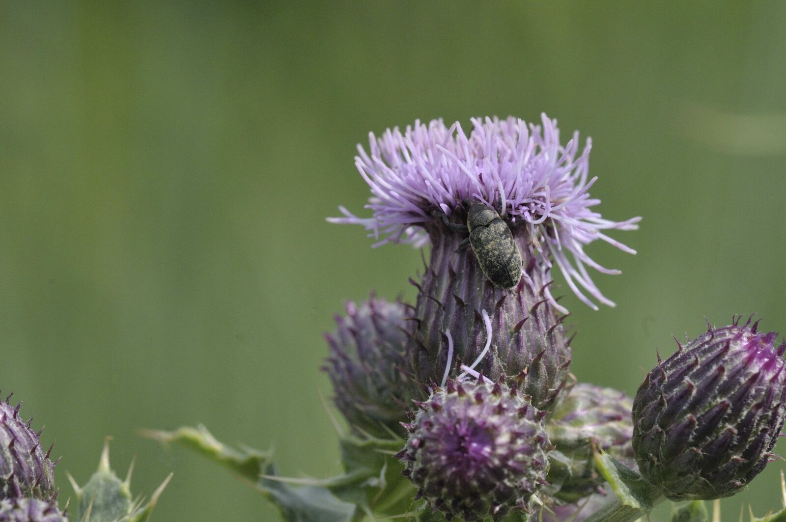 Nikon D300 sample photo. Flower, insect, macro photography
