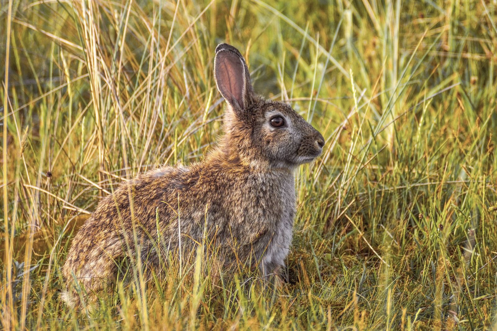 Sony DT 55-300mm F4.5-5.6 SAM sample photo. Rabbit, nature, hare photography