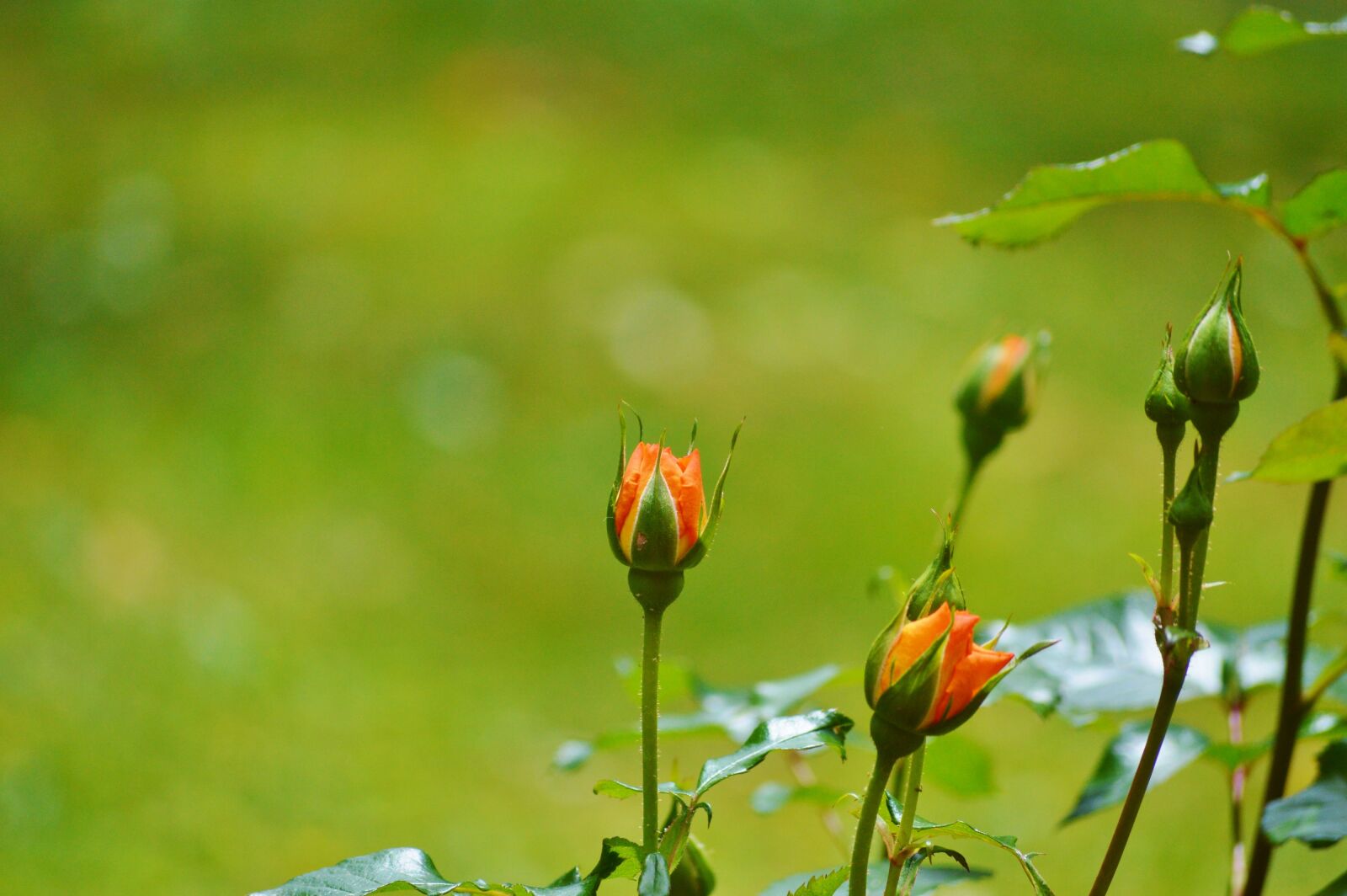 Nikon D3200 sample photo. Roses, flowers, bud photography