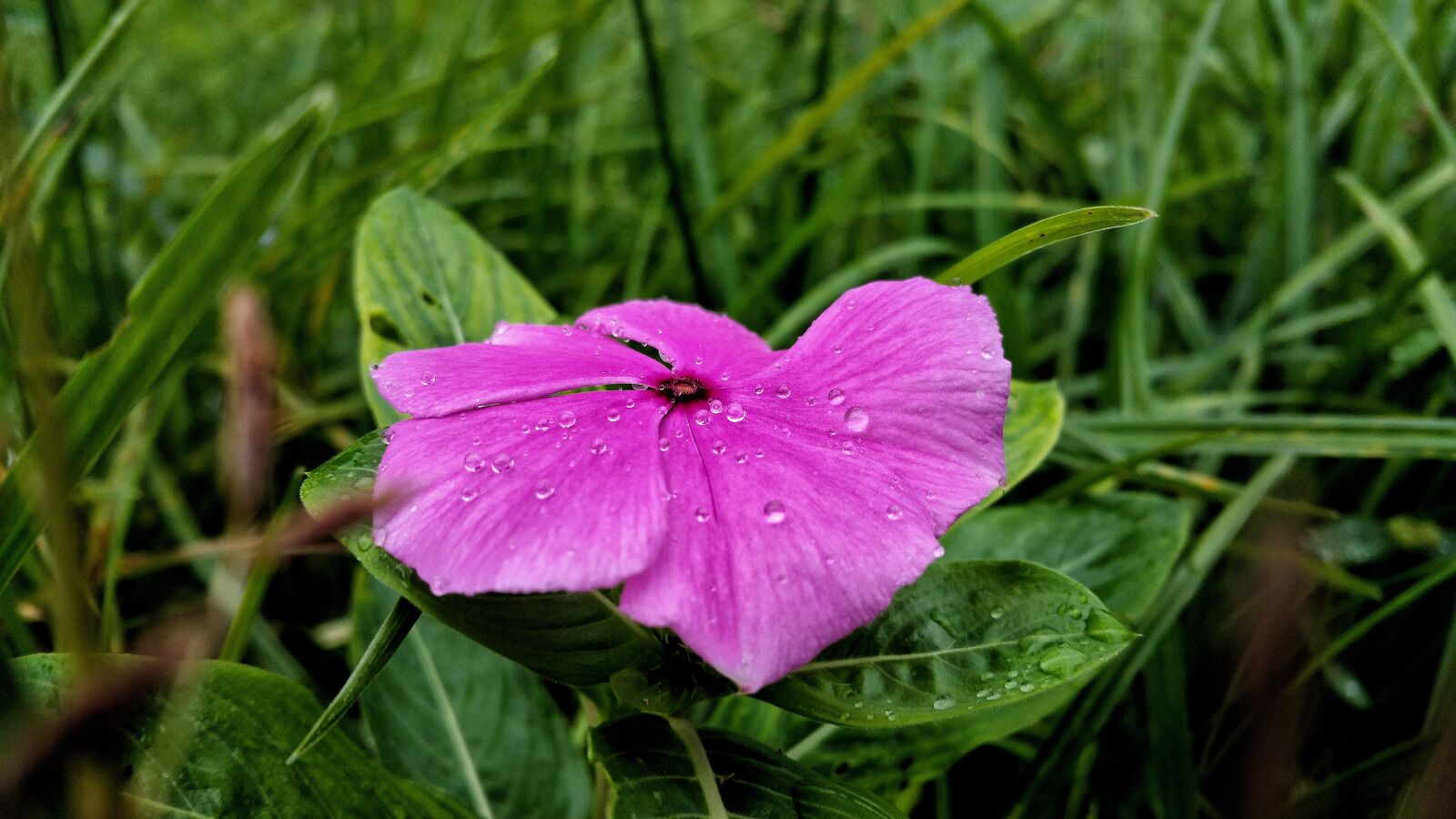 Samsung Galaxy Note4 sample photo. Flower, dew, water drops photography