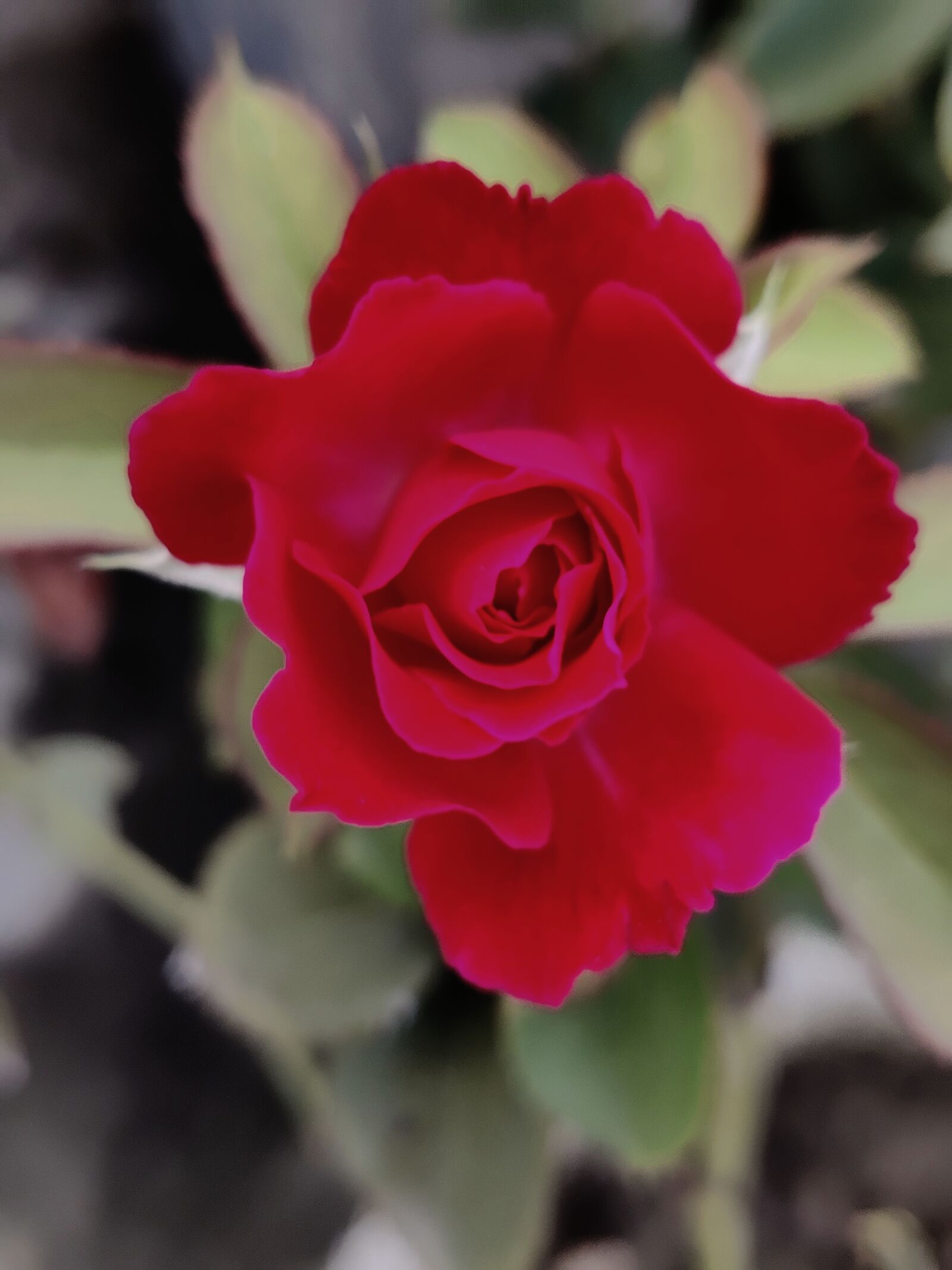 OnePlus AC2001 sample photo. Rose, ?, beautiful petals photography
