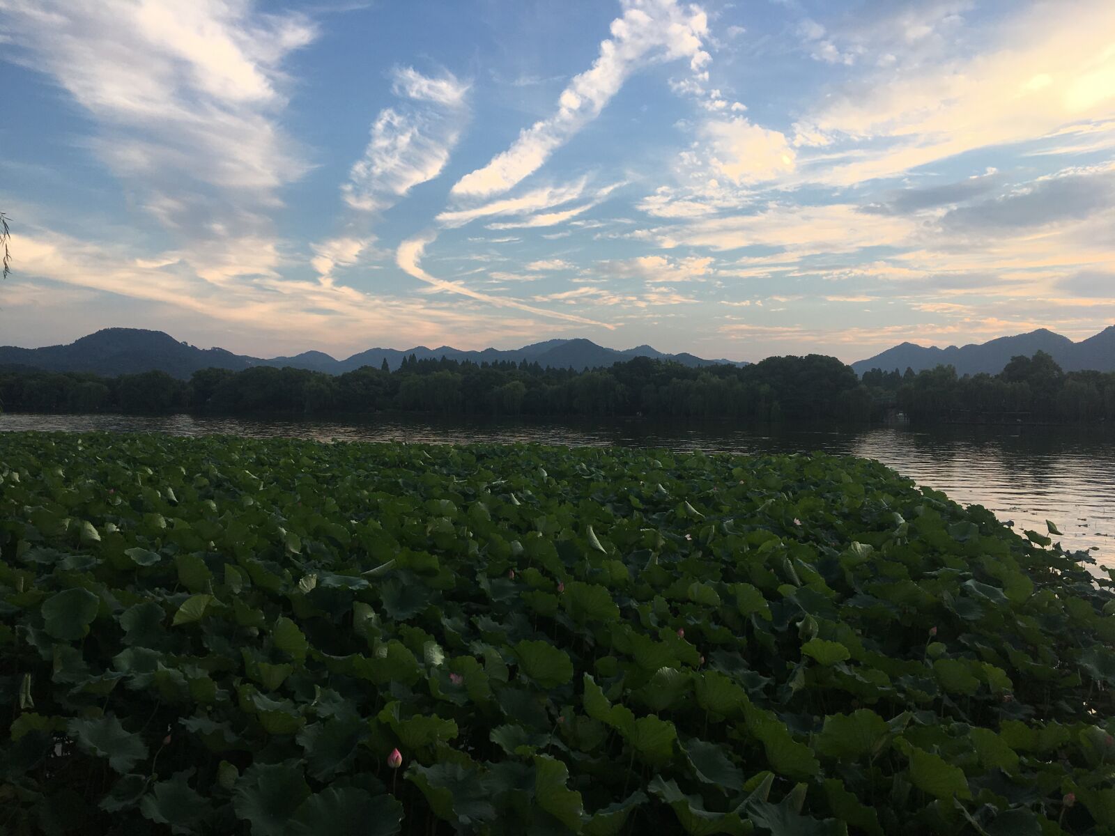 iPhone 6s back camera 4.15mm f/2.2 sample photo. Place, hangzhou, water lily photography